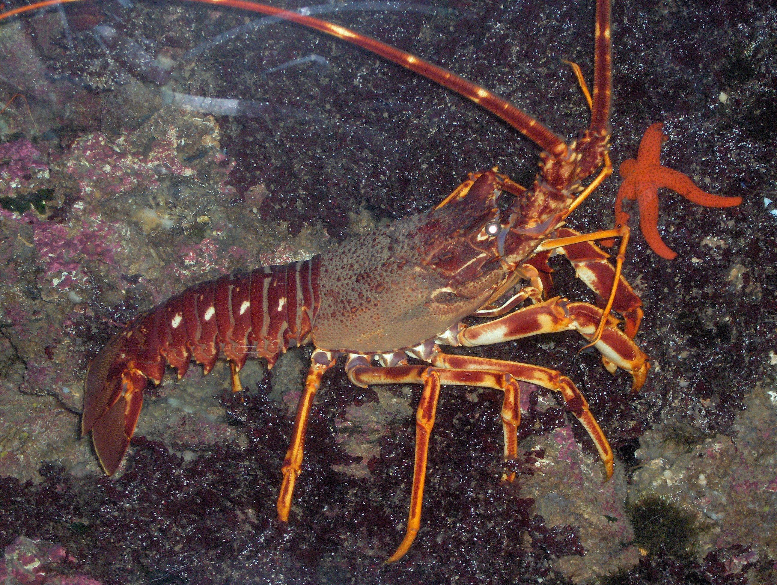 Lobster Wallpaper Free Lobster Background