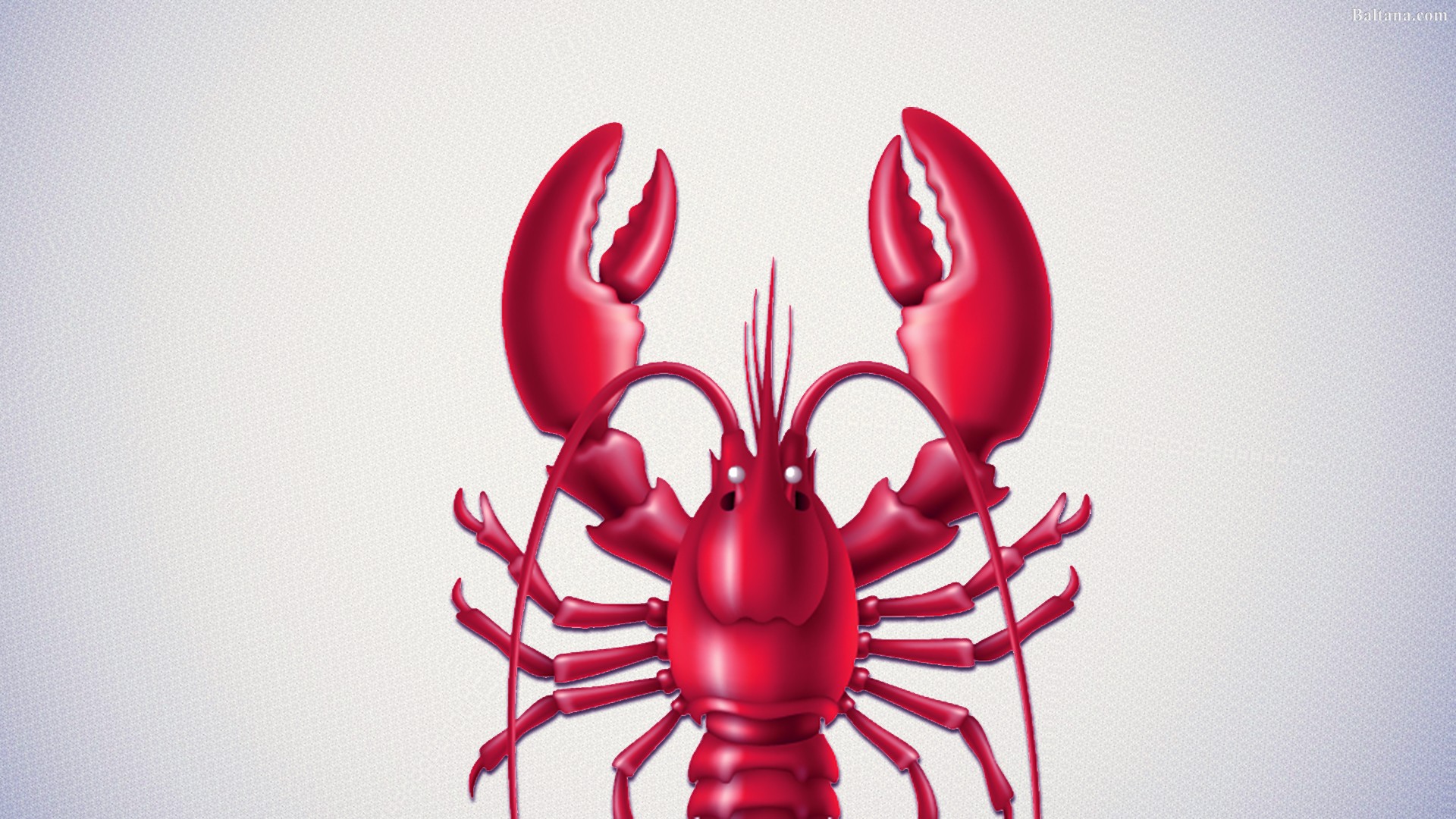 lobster wallpaper, red, lobster, homarus, american lobster, decapoda