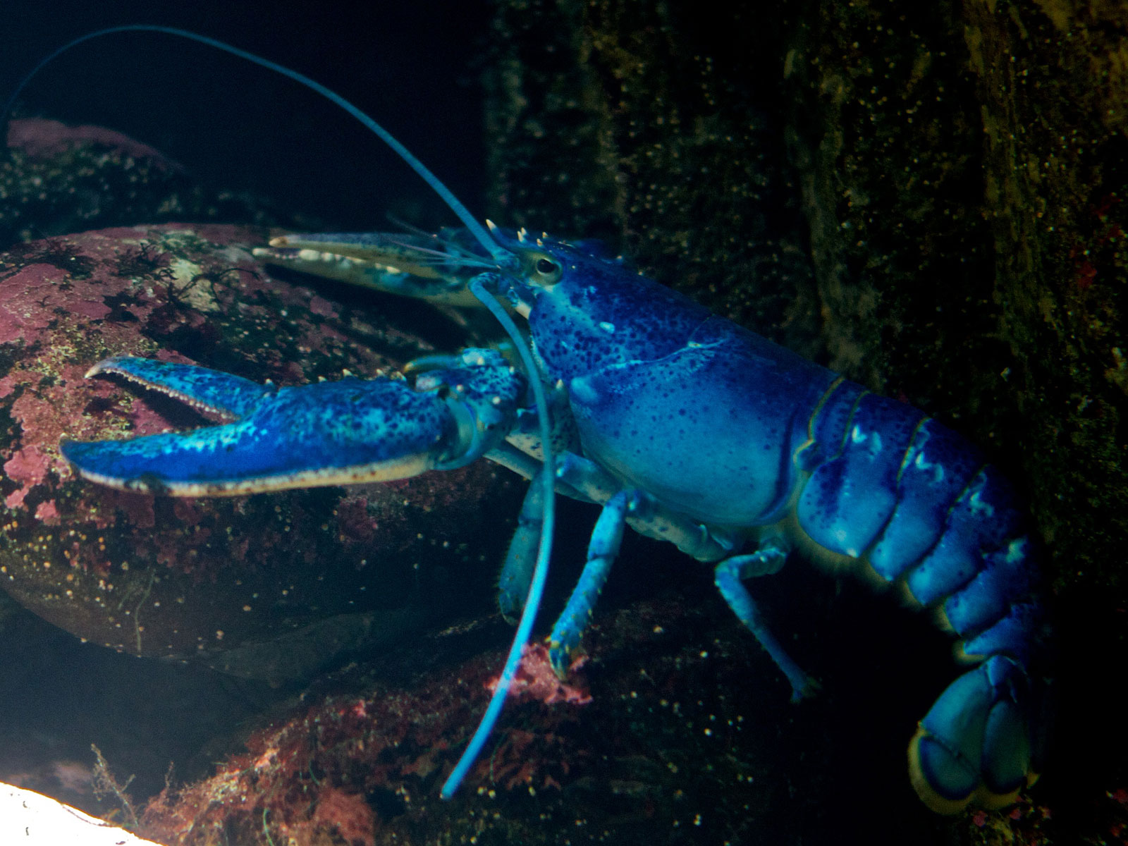 Blue Crayfish HD Wallpaper