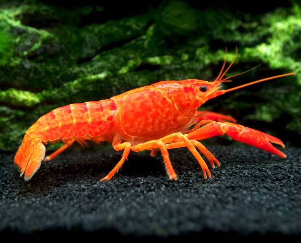 Neon Red Crayfish (Procambarus Clarkii) Aka Orange Tangerine Crayfish Bred!. Animals, Crayfish, Animals Beautiful
