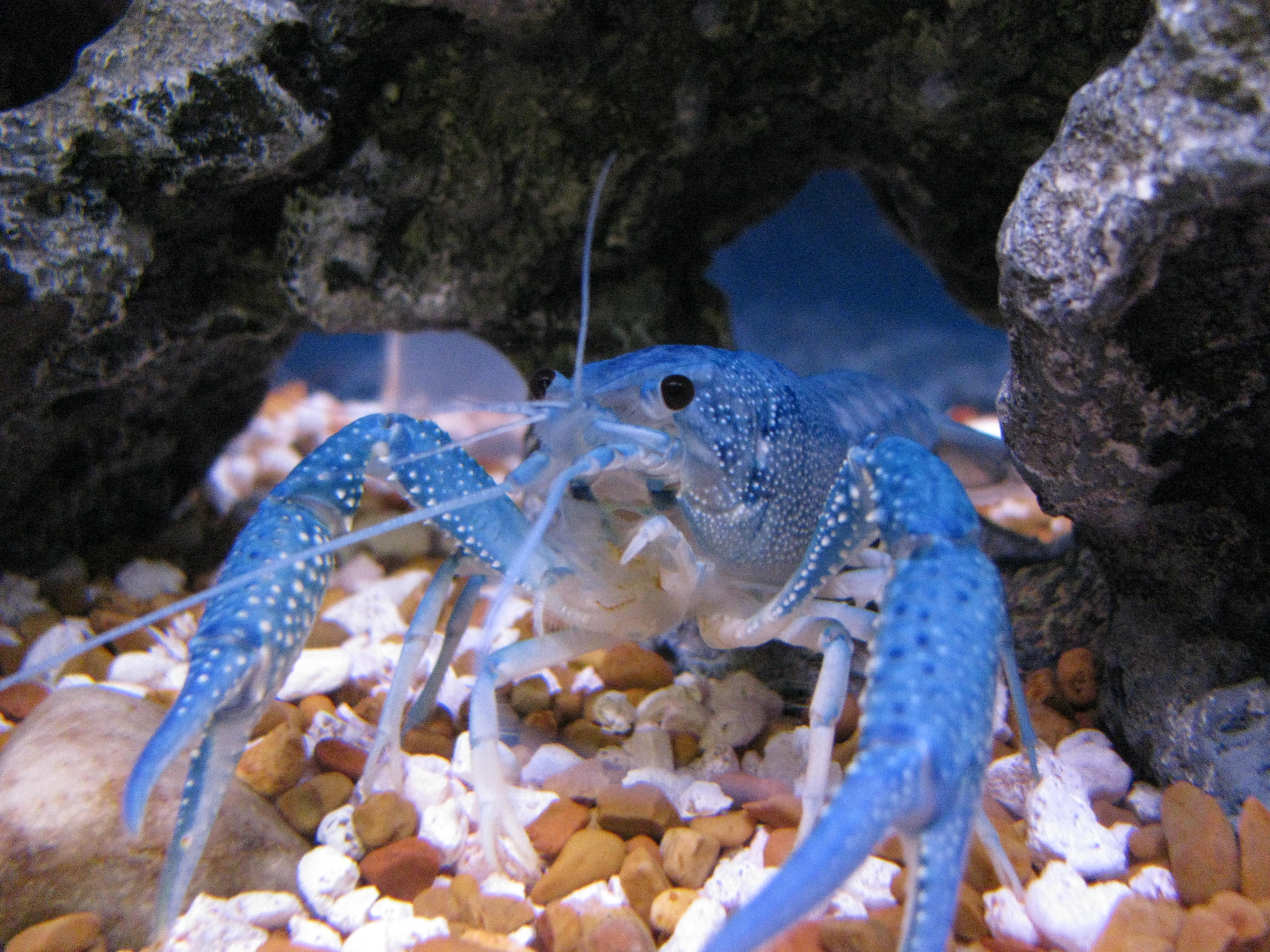 Blue Crayfish in