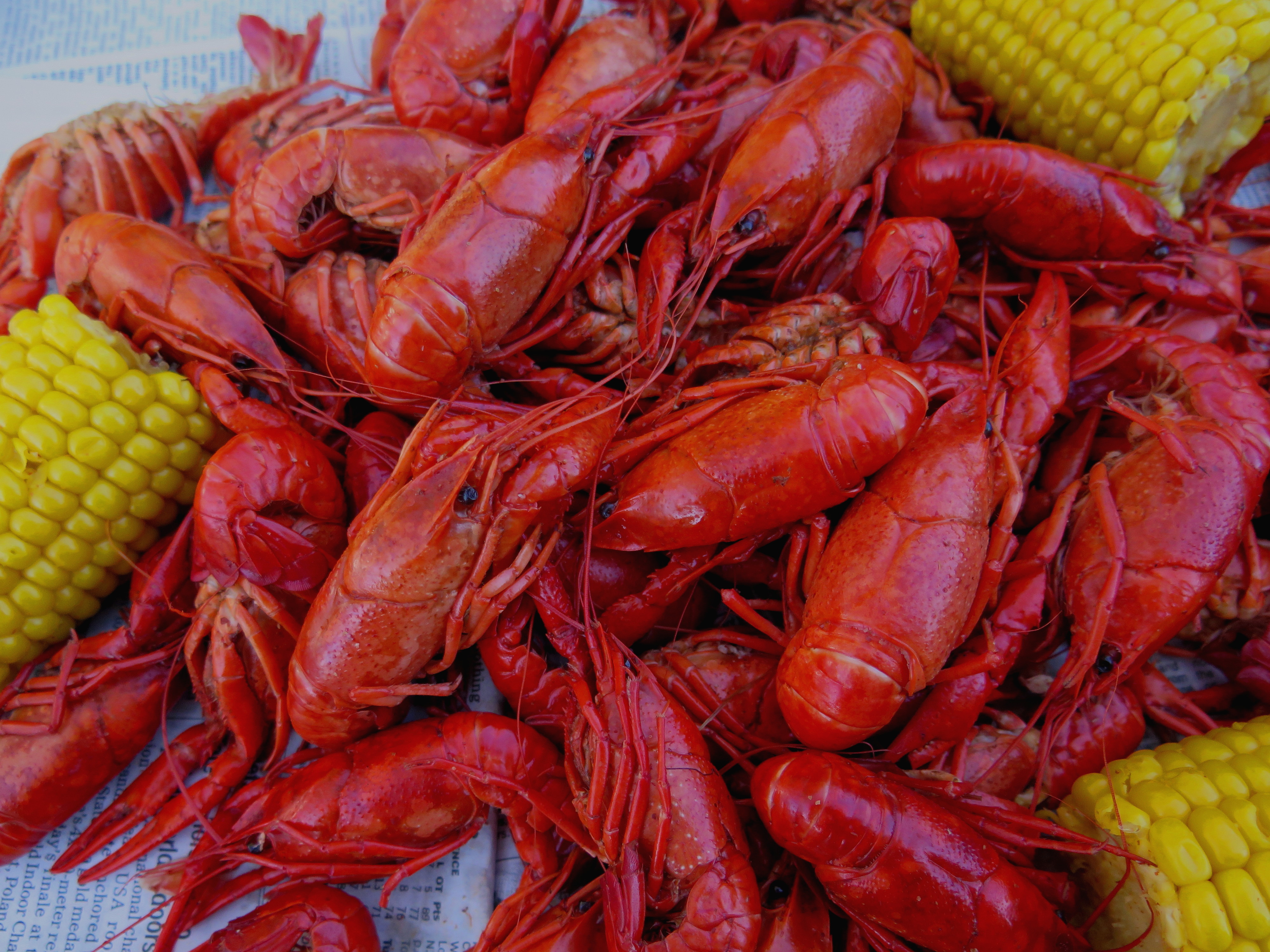 Best Crawfish Wallpaper By Margy Coulombe