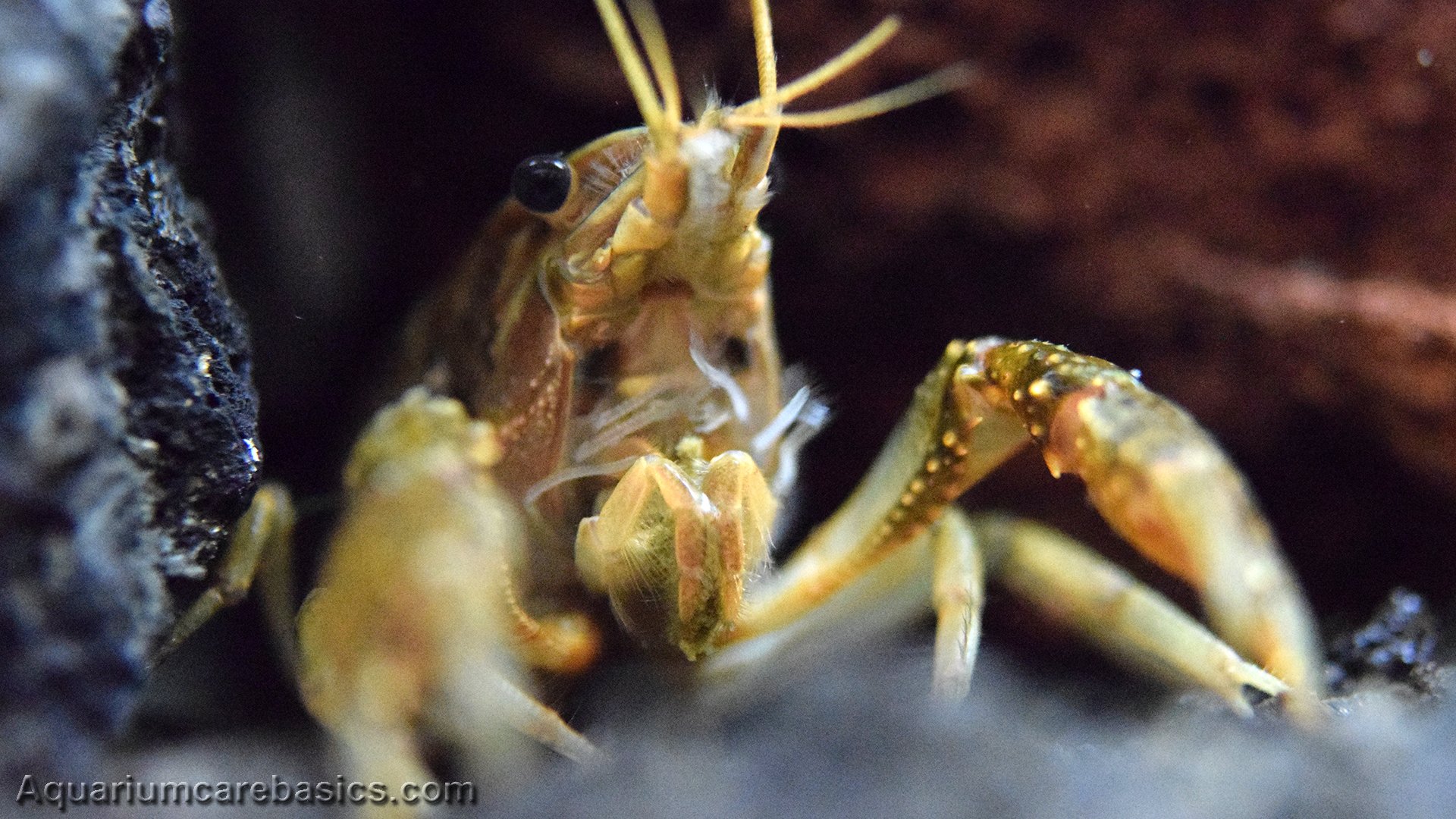 Aquarium Crayfish: Think About A Species Tank