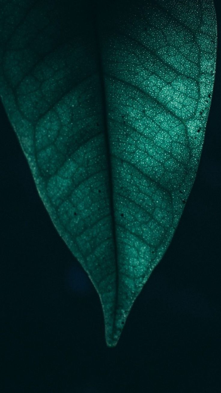 4k Leaves Android Wallpapers Wallpaper Cave