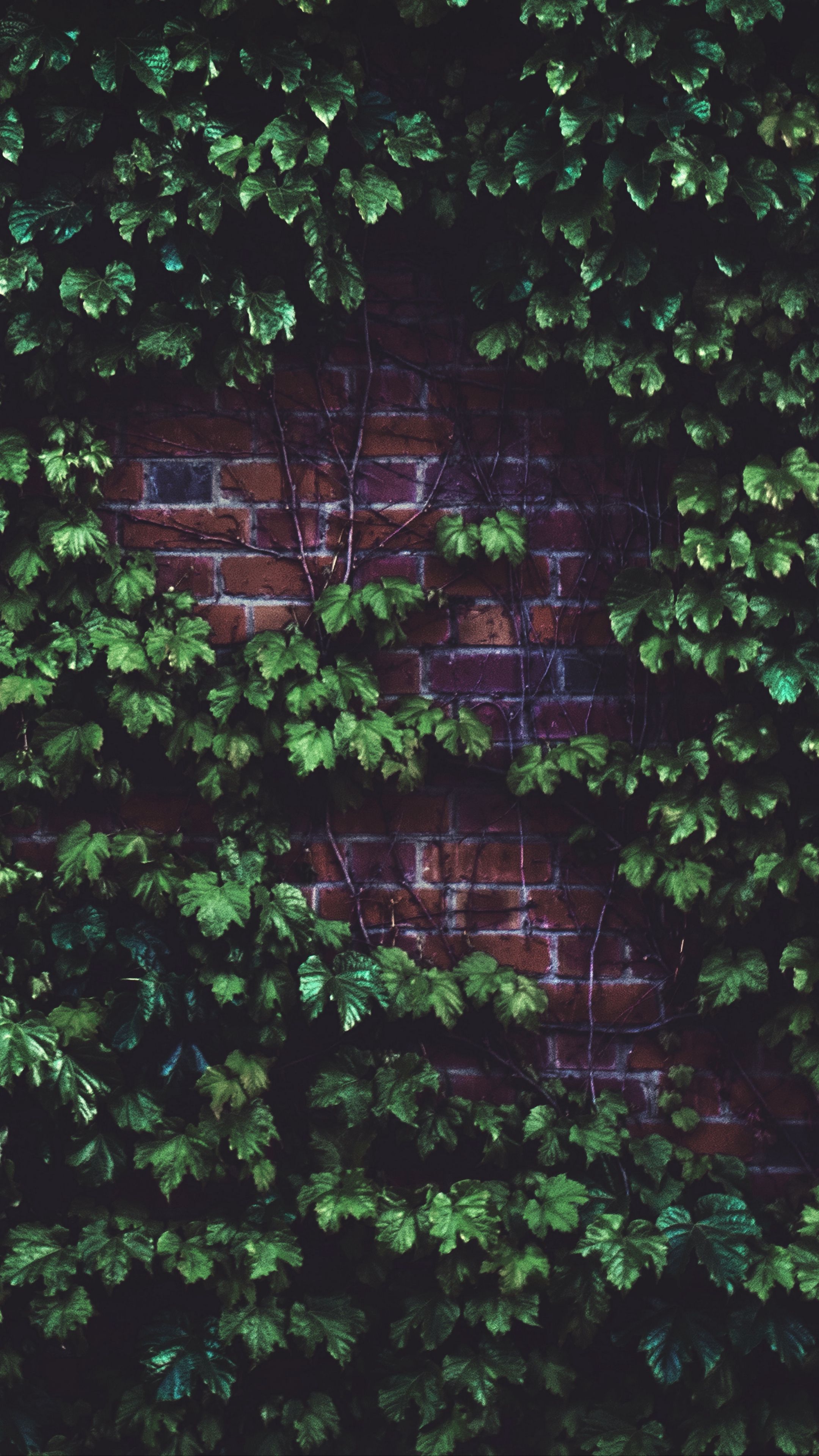 Misc #leaves #brickwall #plant #wallpaper HD 4k background for android :). Brick wall wallpaper, Plant wallpaper, Landscape wallpaper
