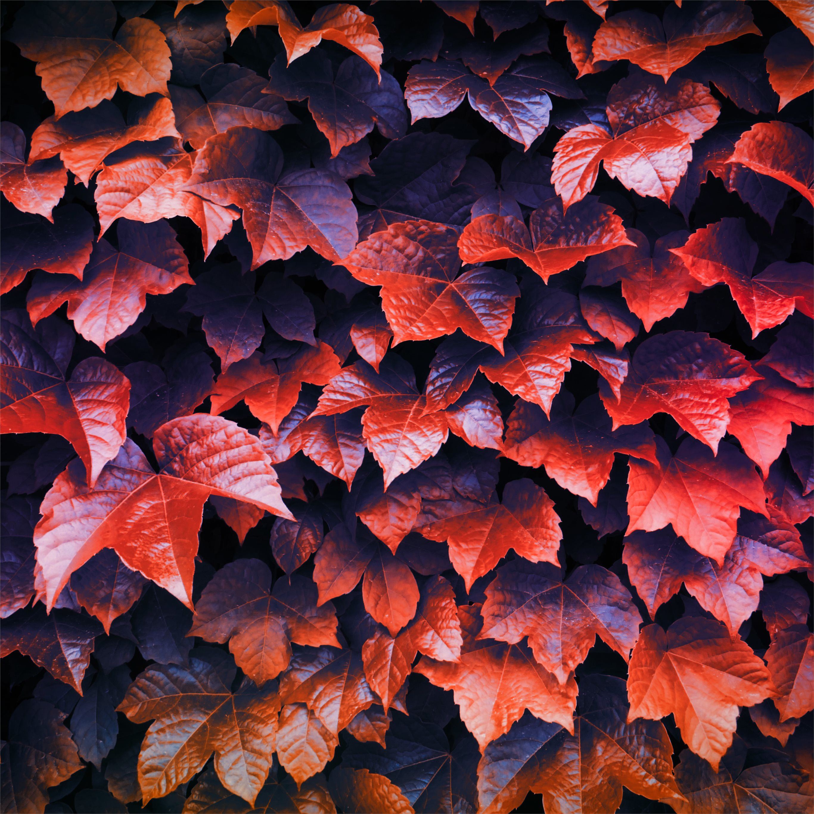 autumn leaves 4k iPad Pro Wallpaper Free Download