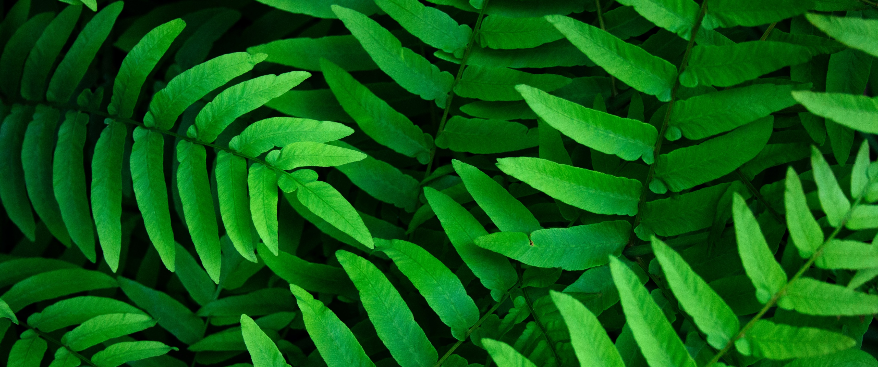 Green leaves Wallpaper 4K, Ferns, Leaf Background, Spring, Closeup, 5K, Nature