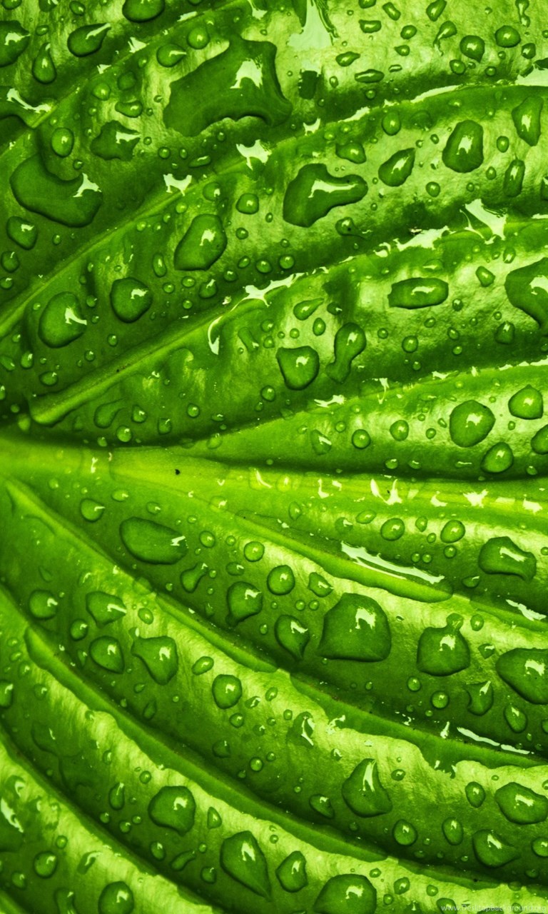 Green Leaf With Rain Drops HD Wallpaper. 4K Wallpaper Desktop Background