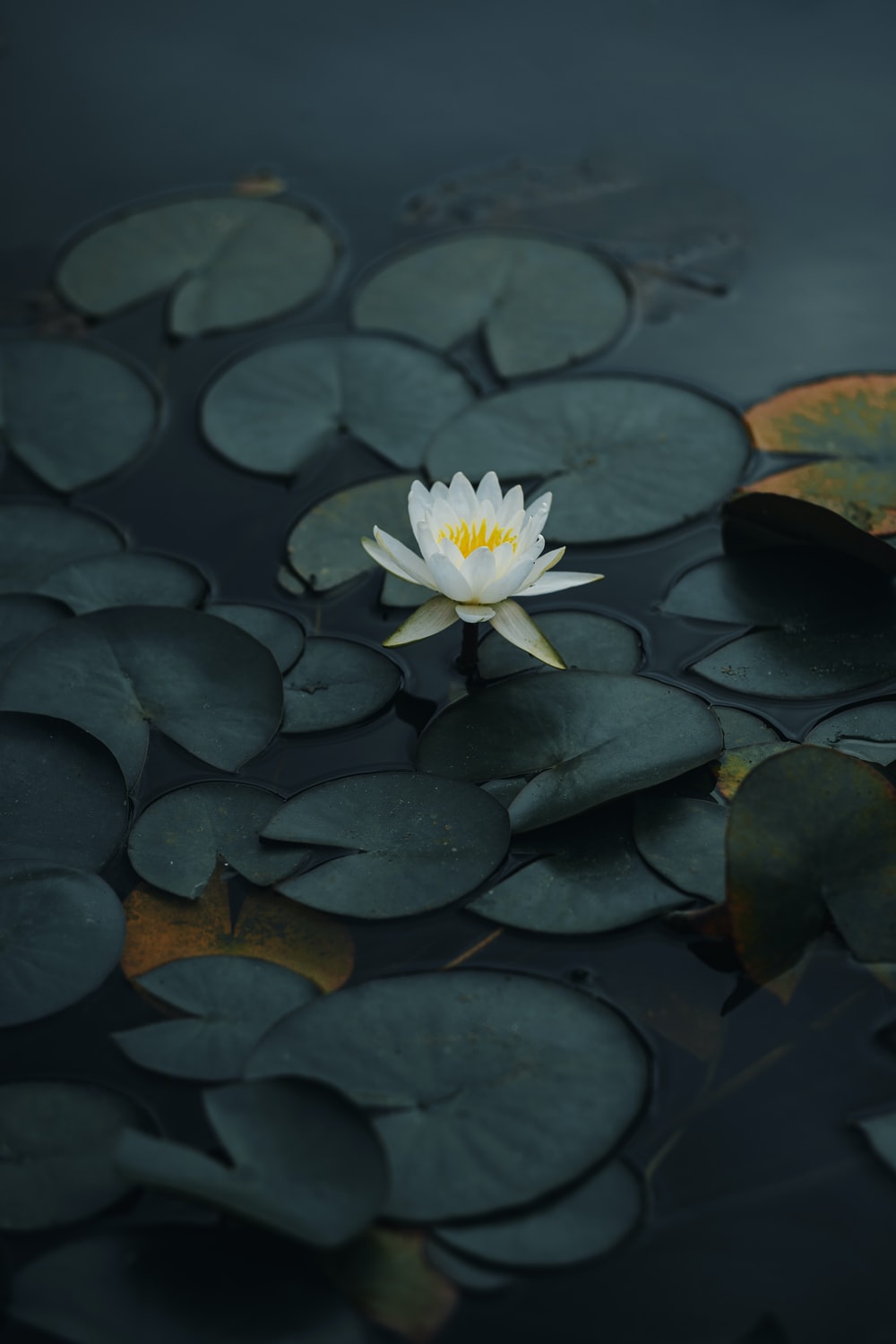 Lotus Picture. Download Free Image