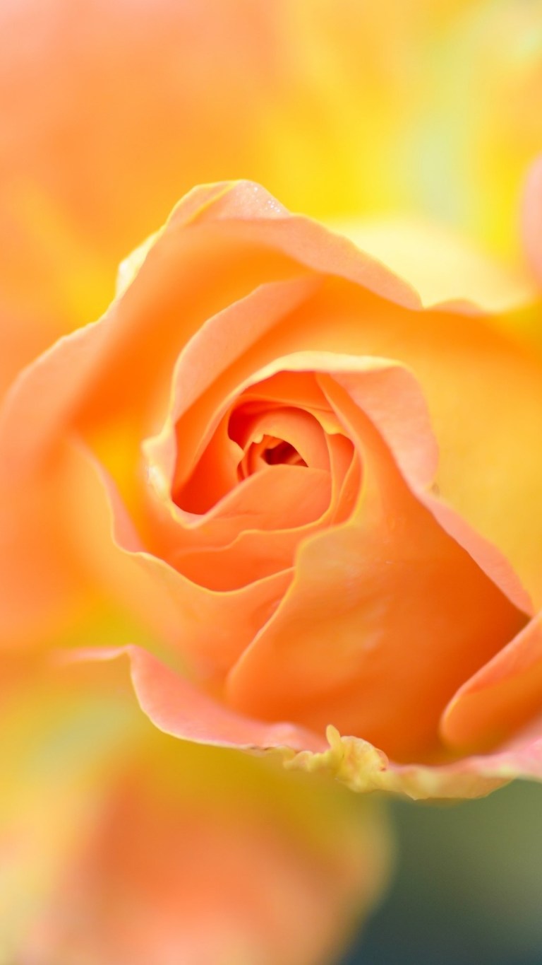 Lovely Orange Rose iPhone 13 4K Wallpapers Download