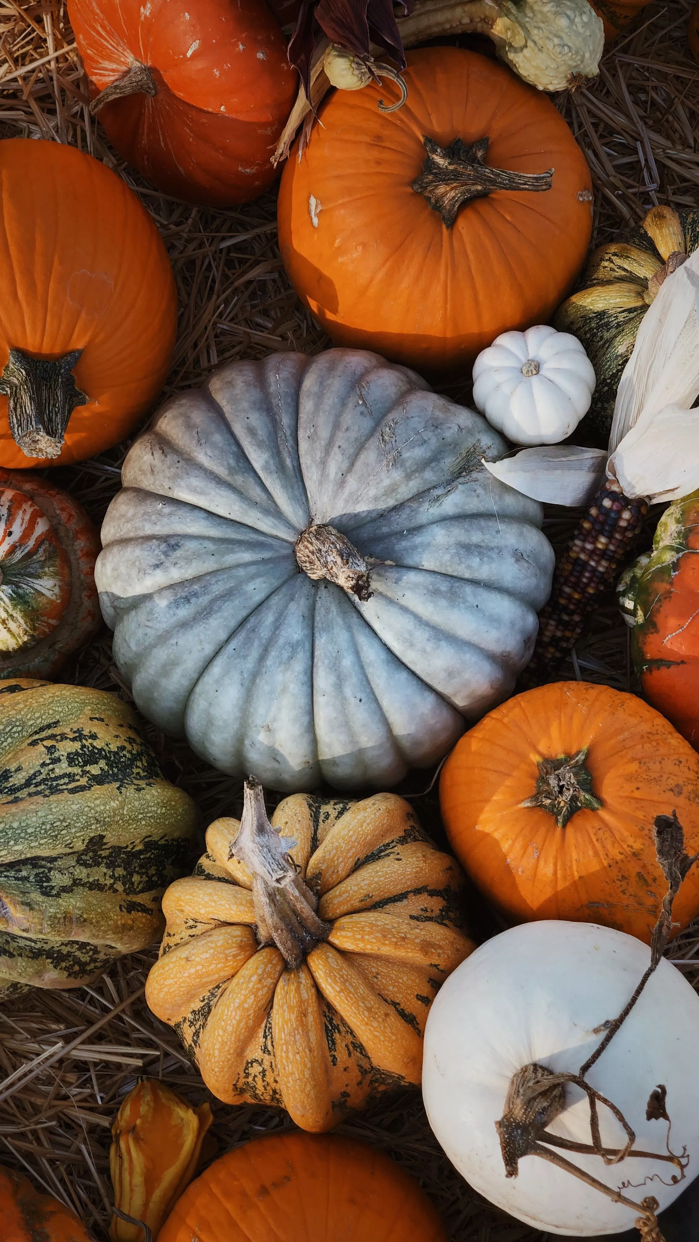 Downloadable Pumpkin Wallpaper