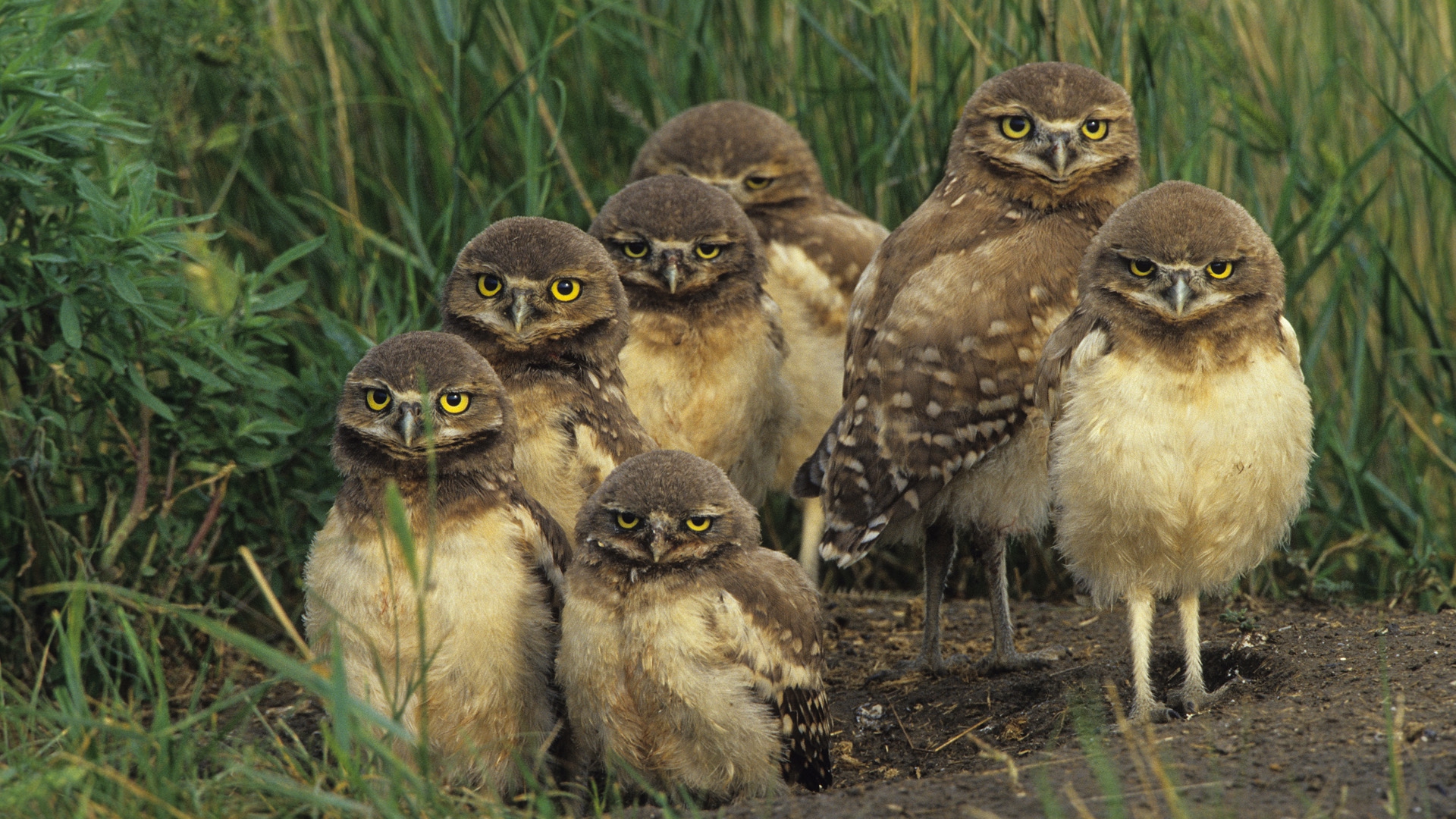 canada grass Burrowing Owl Chicks, Saskatchewan, Canada