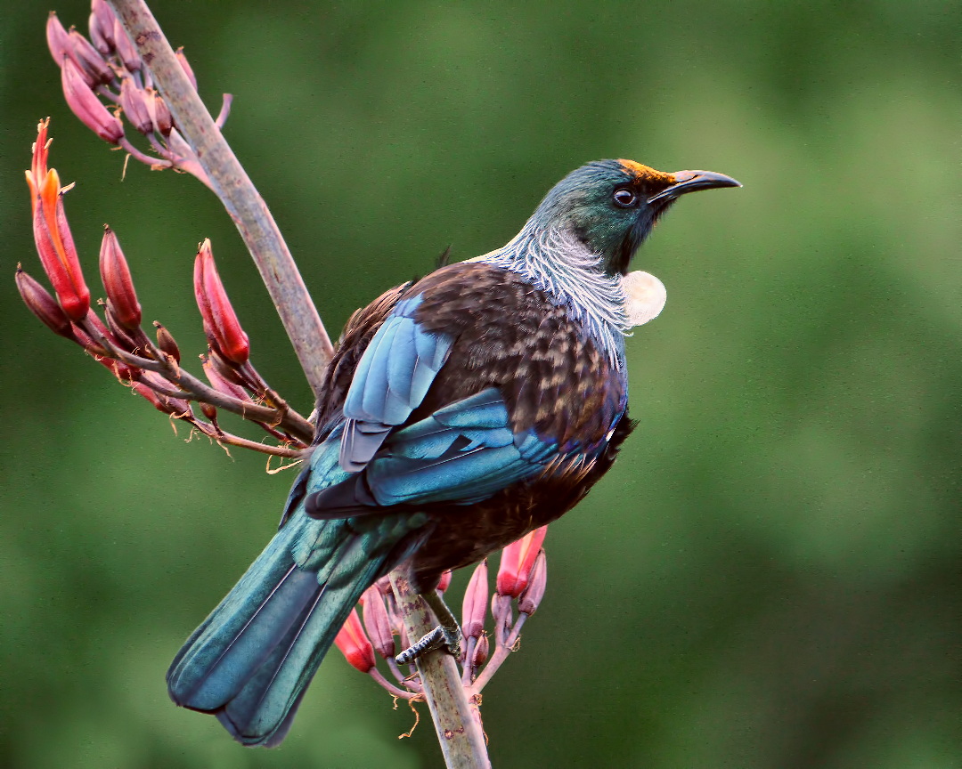 Tui photo and wallpaper. Collection of the Tui picture