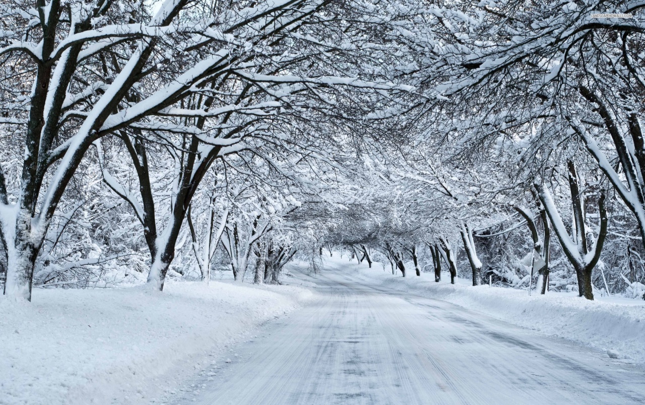 Thick Snowy Trees & White Road wallpaper. Thick Snowy Trees & White Road