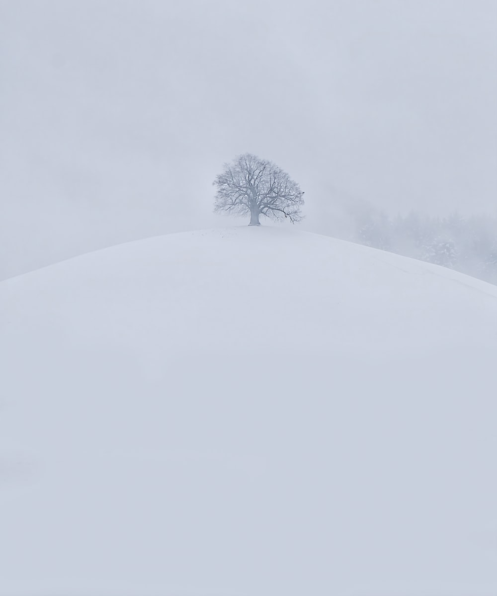 Snow Tree Picture. Download Free Image