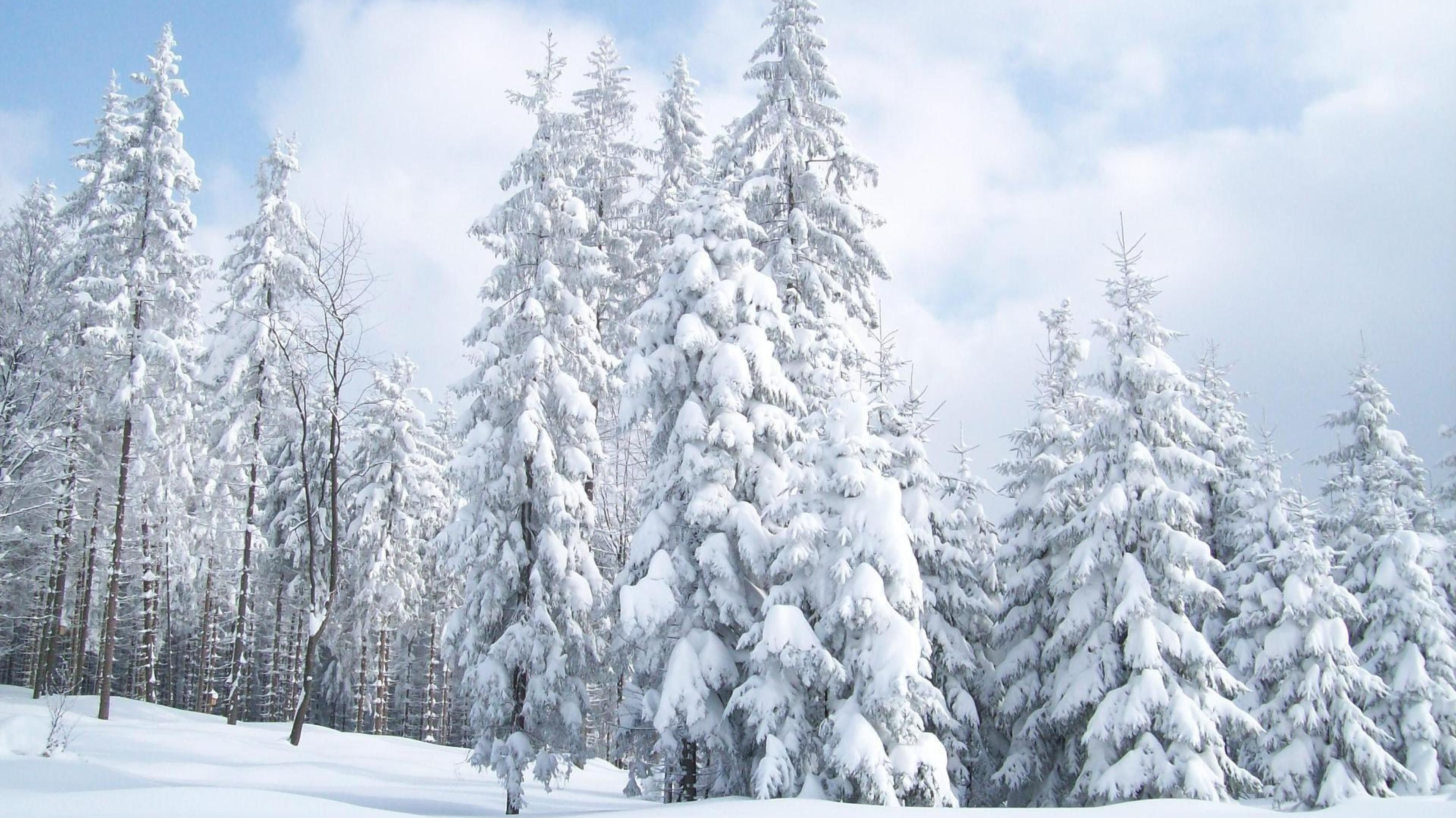 Snow On Fir Trees wallpaper. Winter landscape, Snow image, Winter picture