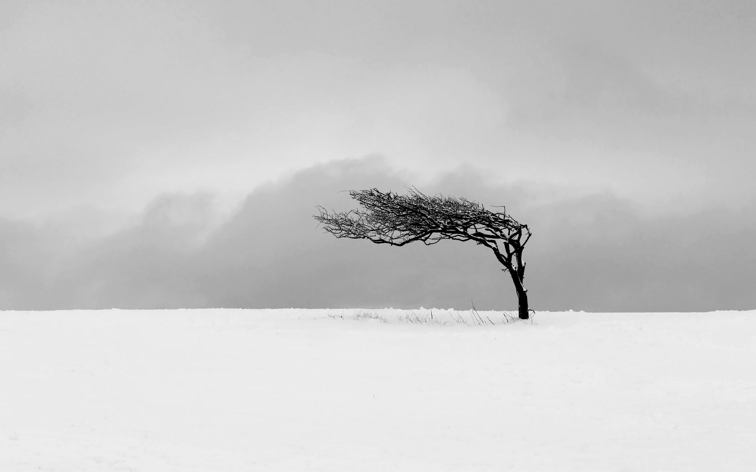 Wallpaper, trees, drawing, nature, minimalism, snow, branch, mist, frost, wind, Freezing, cloud, tree, fog, weather, season, blizzard, atmospheric phenomenon, black and white, monochrome photography, winter storm 2560x1600