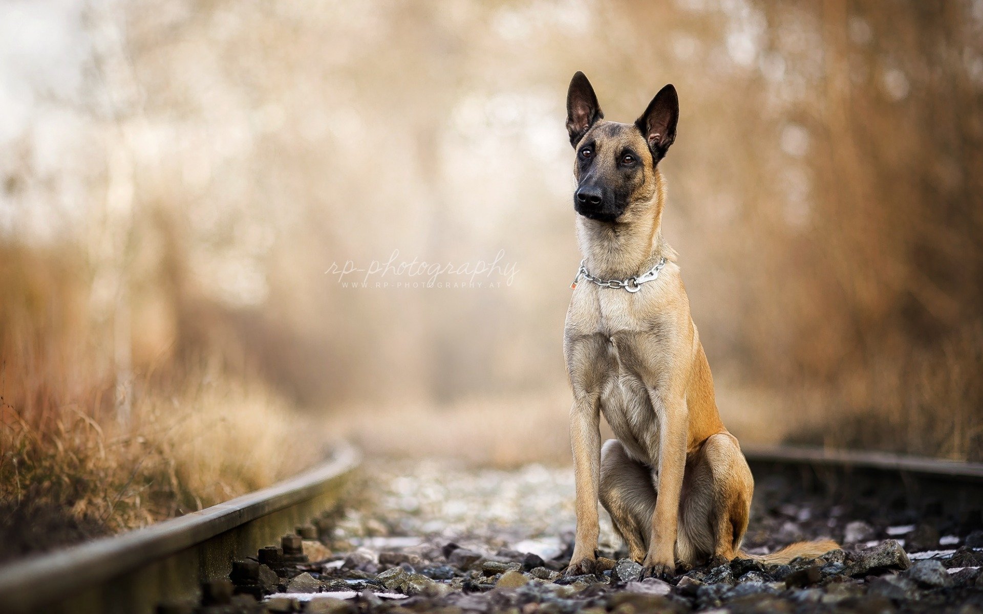 Free download Belgian Malinois Full HD Wallpaper and Background Image [1920x1200] for your Desktop, Mobile & Tablet. Explore Malinois Wallpaper. Malinois Wallpaper