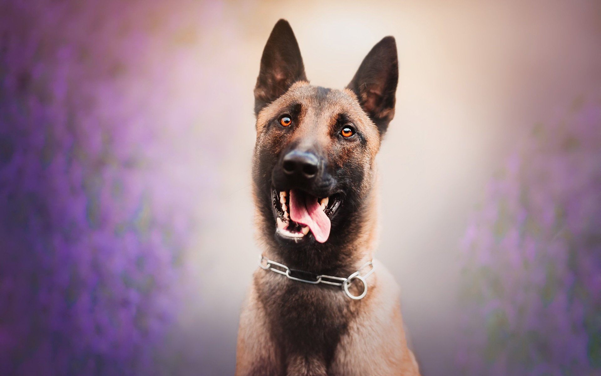 Malinois Dog Wallpapers - Wallpaper Cave