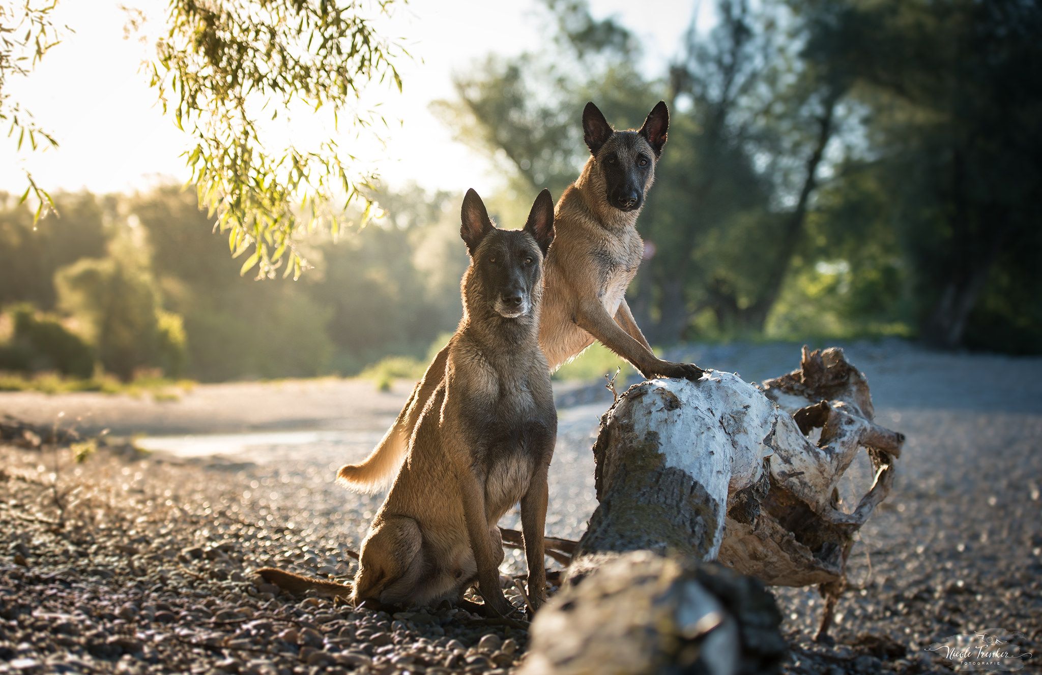 2048x1328 belgian shepherd wallpaper free HD widescreen