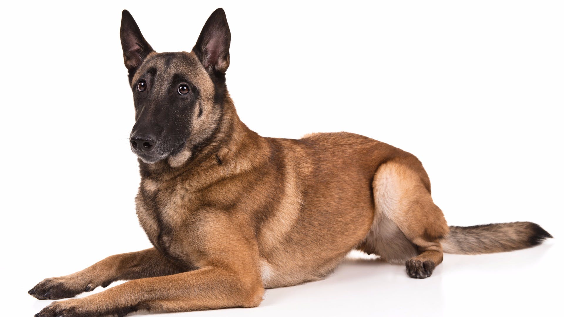 Belgian Shepherd Malinois