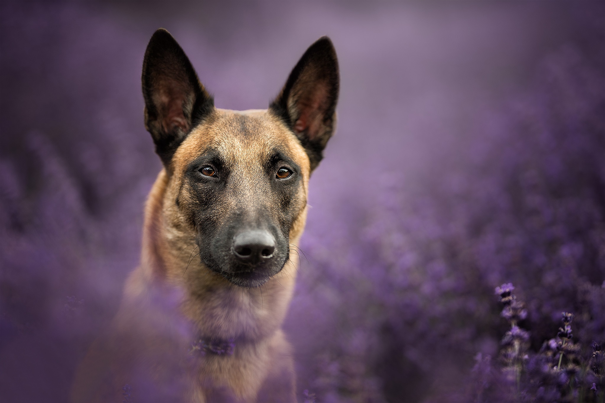 Malinois Dog Wallpapers - Wallpaper Cave