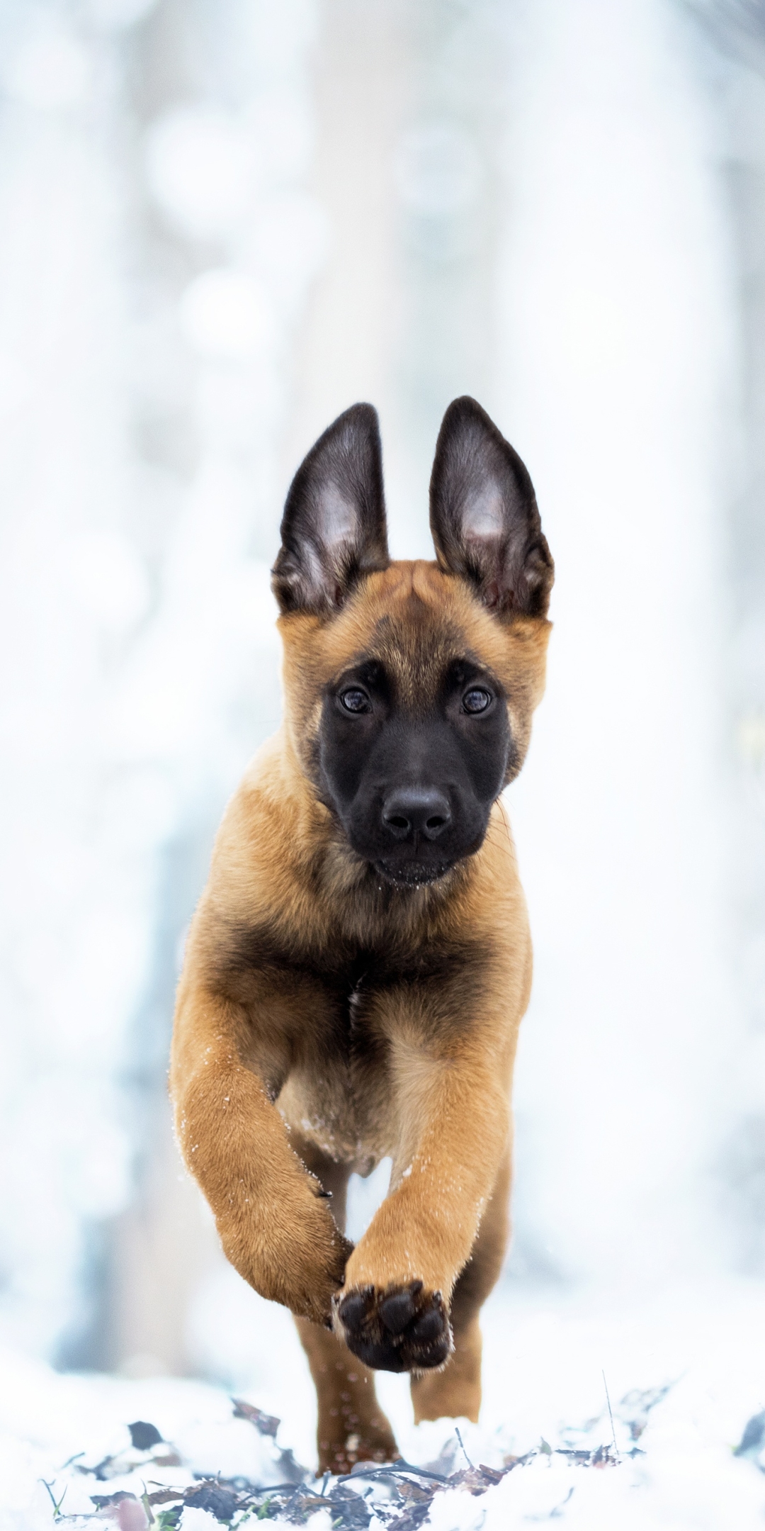 Malinois Dog Wallpapers - Wallpaper Cave