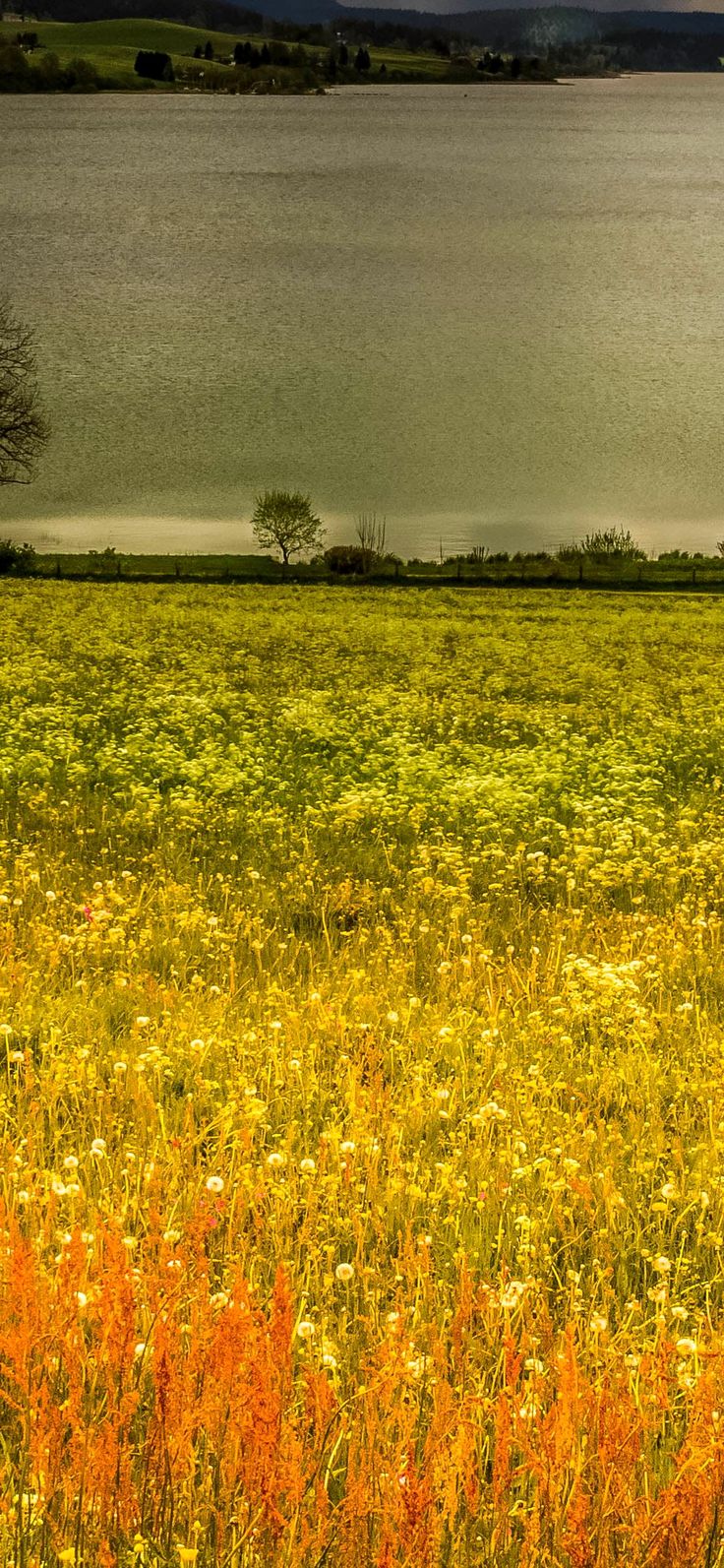 nature landscape summer lake wallpaper iPhone X Wallpaper. Summer lake, Summer landscape, Landscape