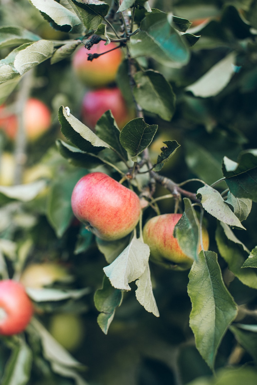 Apple Orchard Picture. Download Free Image