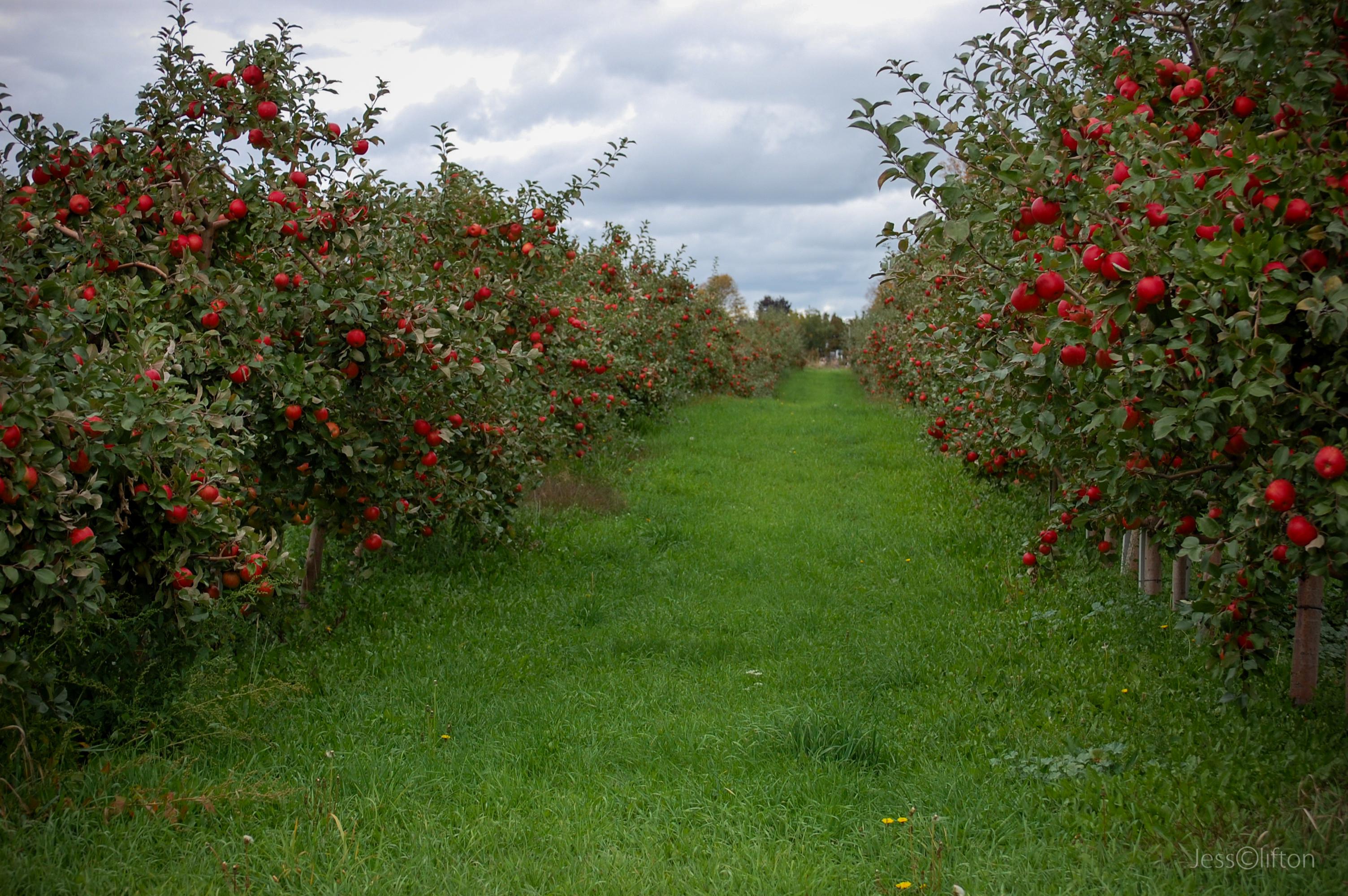apple-orchard-wallpapers-wallpaper-cave