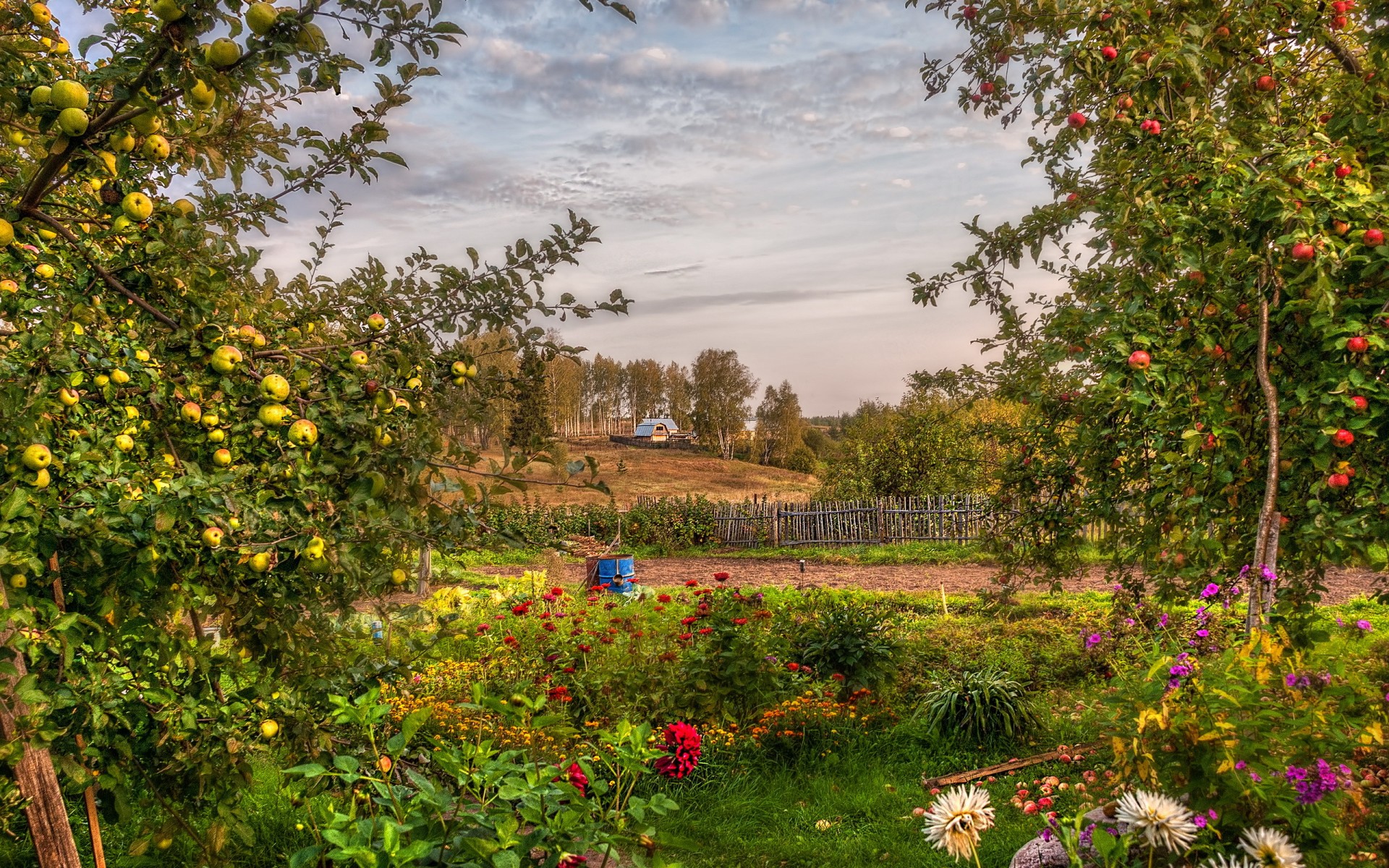 garden, Summer, Landscape, Apples, Orchard, Hdr, Flowers Wallpaper HD / Desktop and Mobile Background