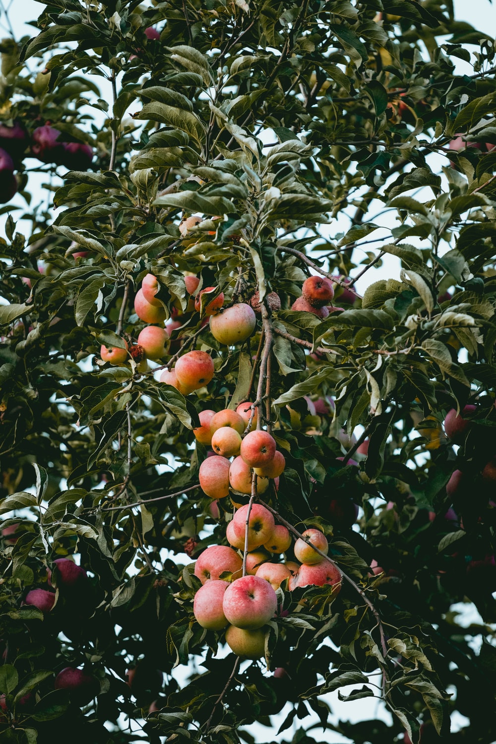 Apple Tree Picture [HQ]. Download Free Image