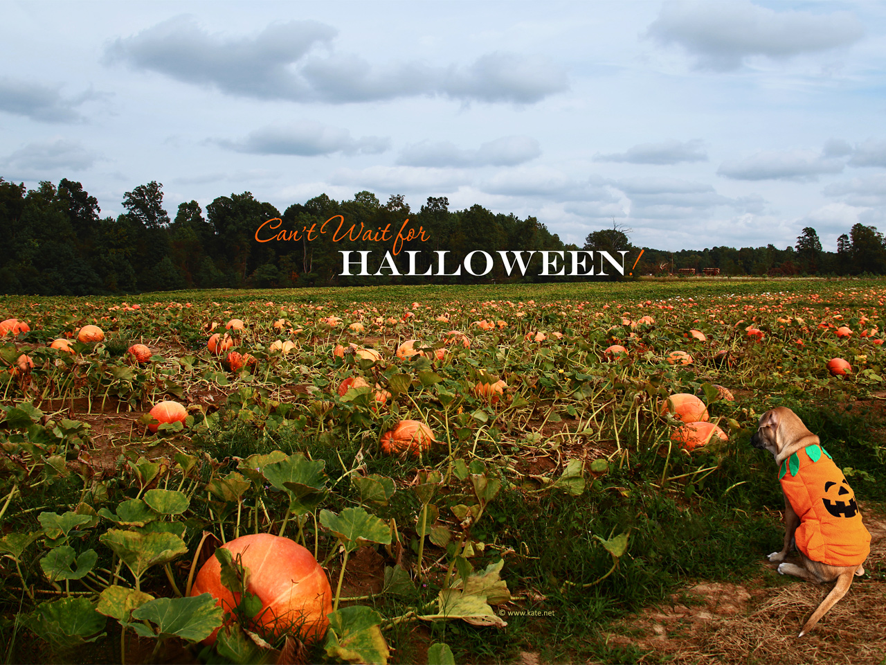 Halloween Wallpaper, Halloween Desktop Background on Kate.net