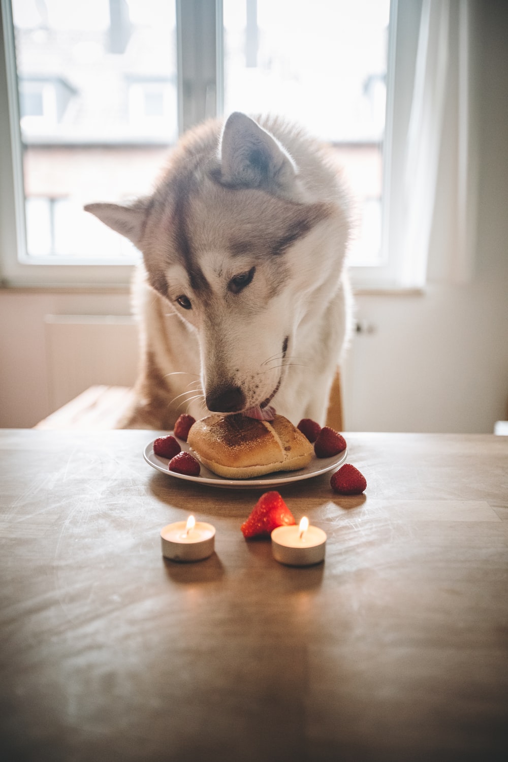 white and grey Siberian husky eating pancake photo