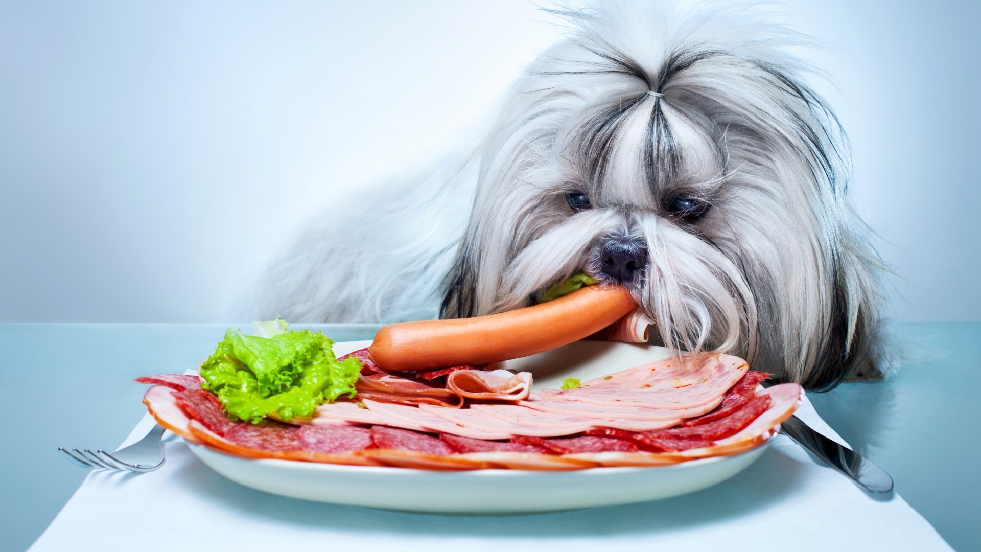 animals, Dog, Pet, Food, Meat, Vegetables, Plates, Salami, Simple Background, Eating Wallpaper HD / Desktop and Mobile Background