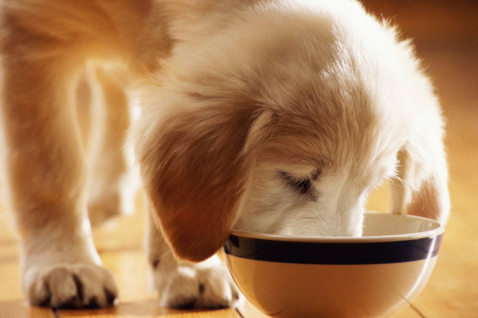 How to Choose the Best Food for Your Dog
