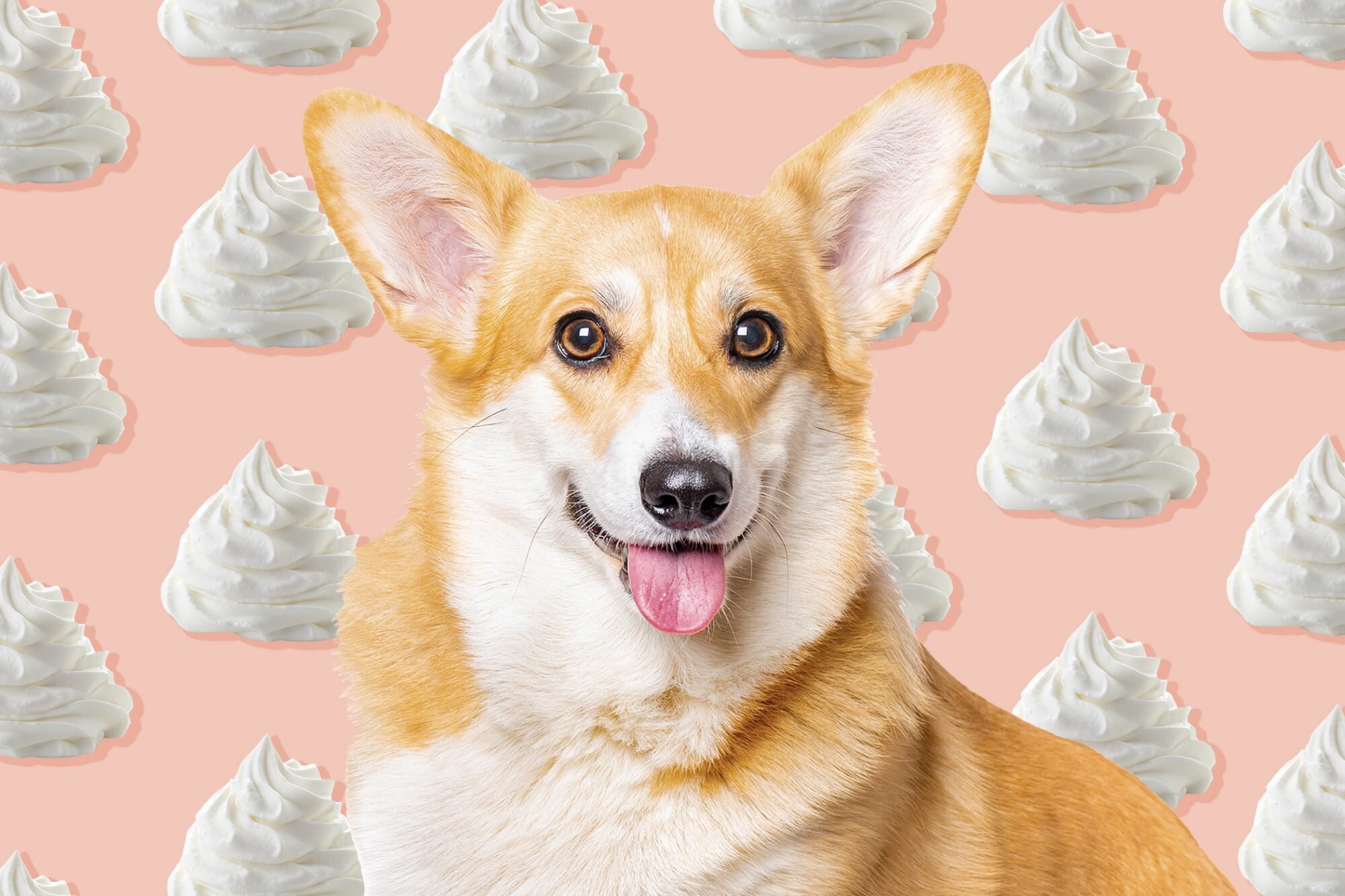 Can Dogs Eat Whipped Cream? What to Know Before You Grab Another Puppuccino at Starbucks