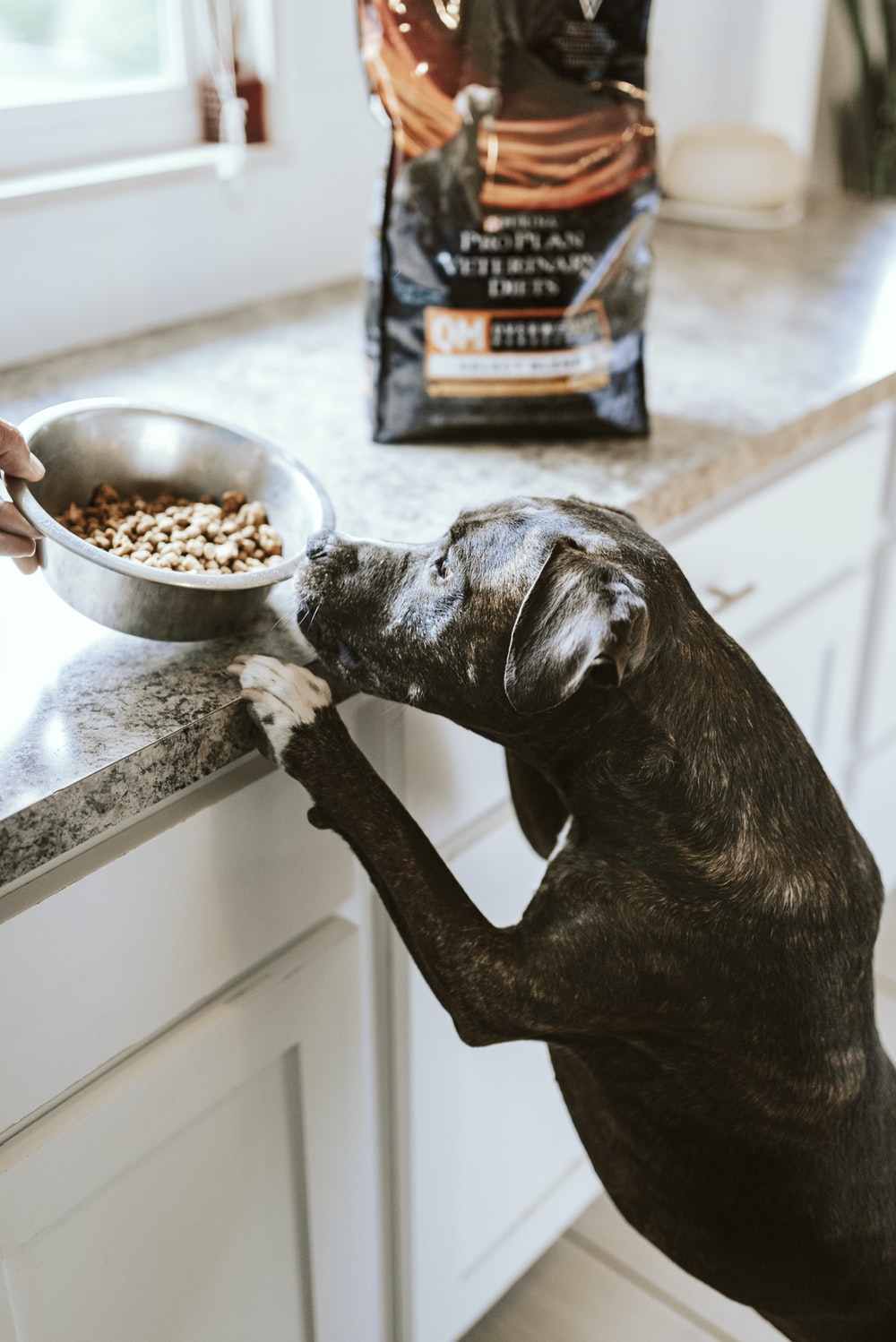 Dog Food Picture [HQ]. Download Free Image