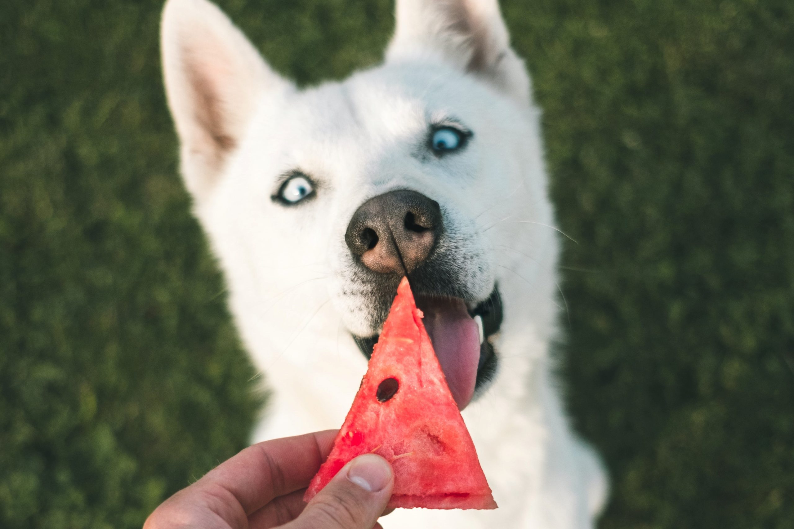 List Of Fruits That Are Safe And Dangerous For Your Pet Dog's Health