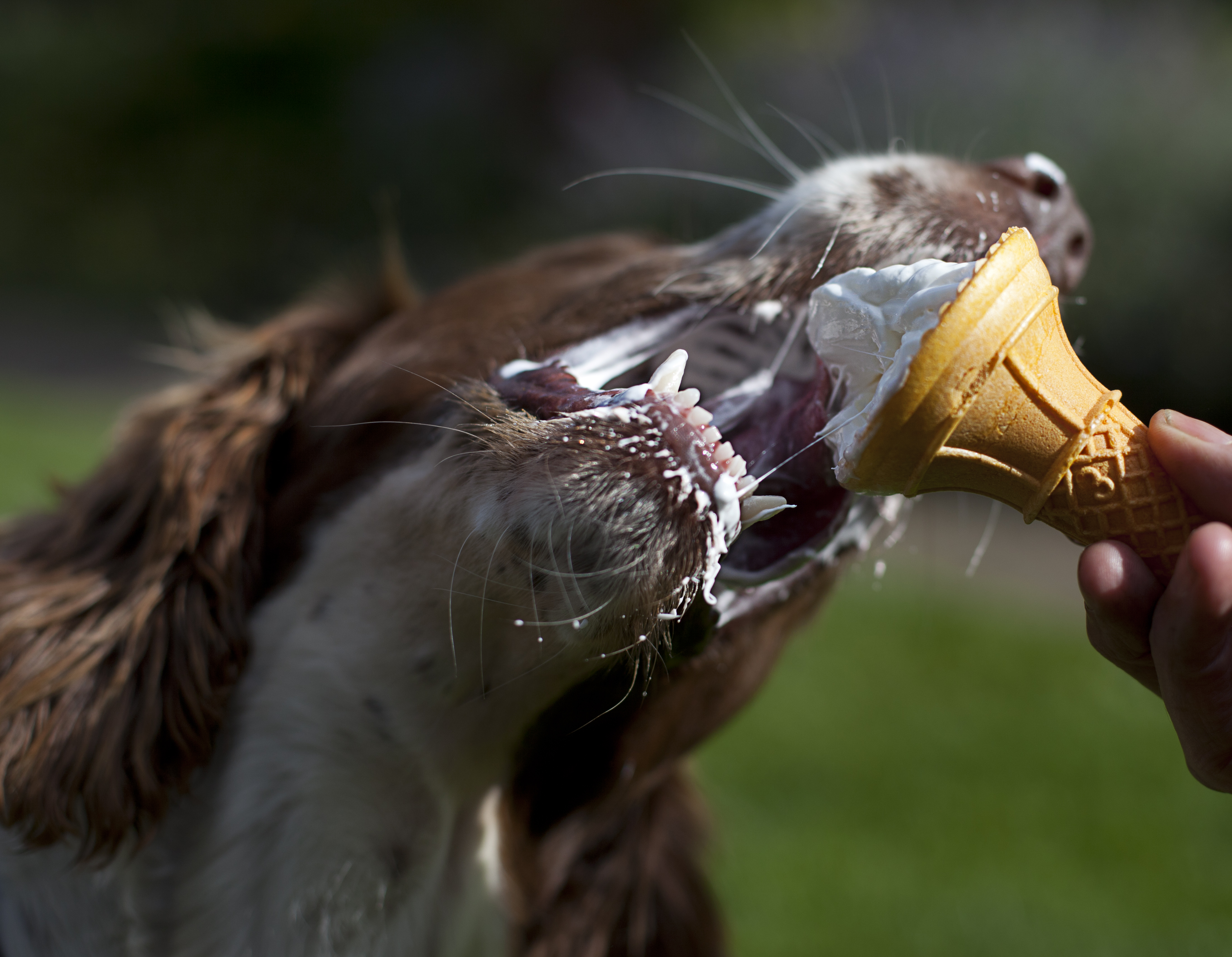 Wallpaper, dog, eating, icecream, spaniel 4404x3420