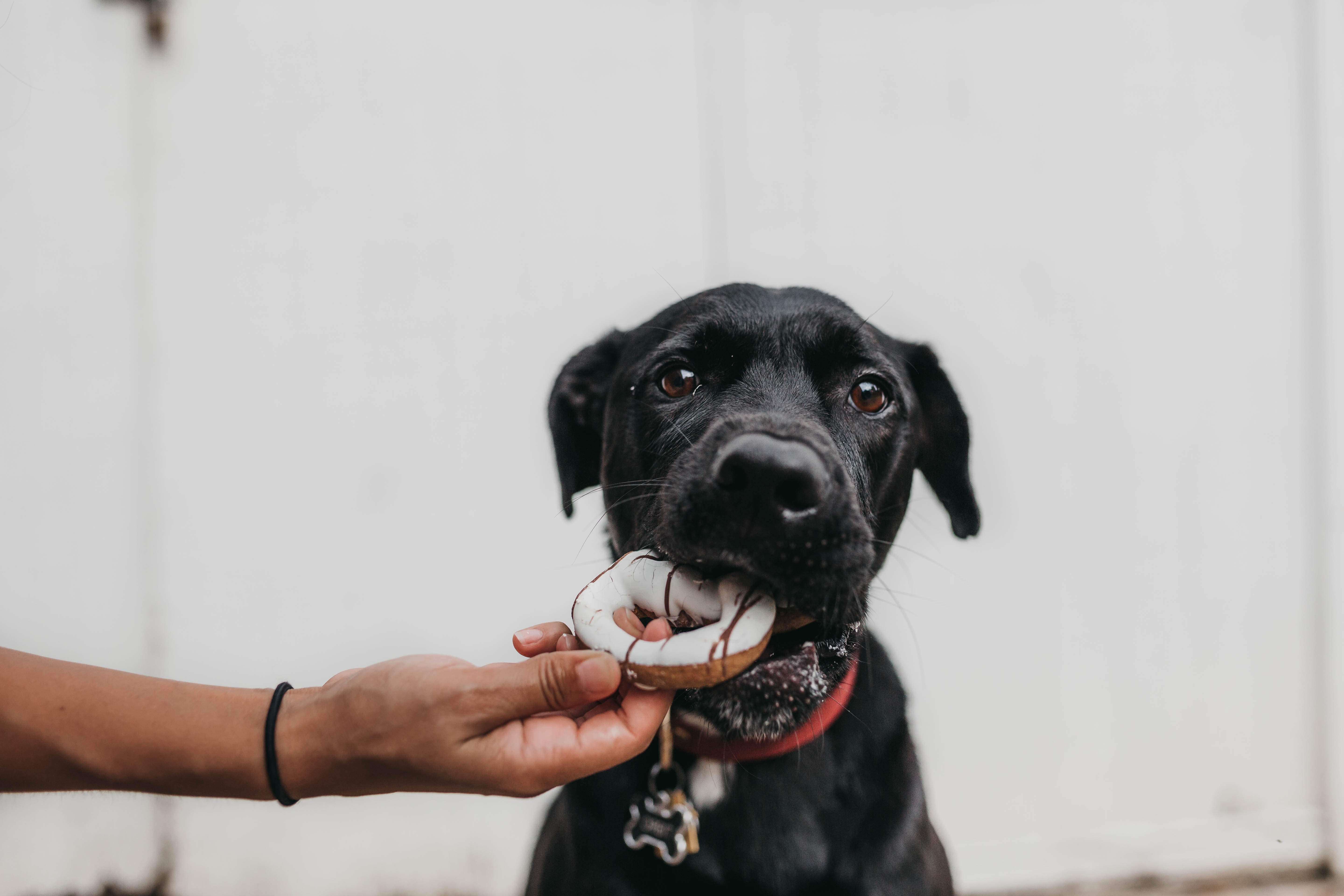 5760x3840 #collar, #minimalist, #hand, #sat, #pet, #animal, #eat, #feed, #dog, #black, #canine, #food, #Public domain image, #black dog, #doughnut, #donut, #eating. Mocah HD Wallpaper