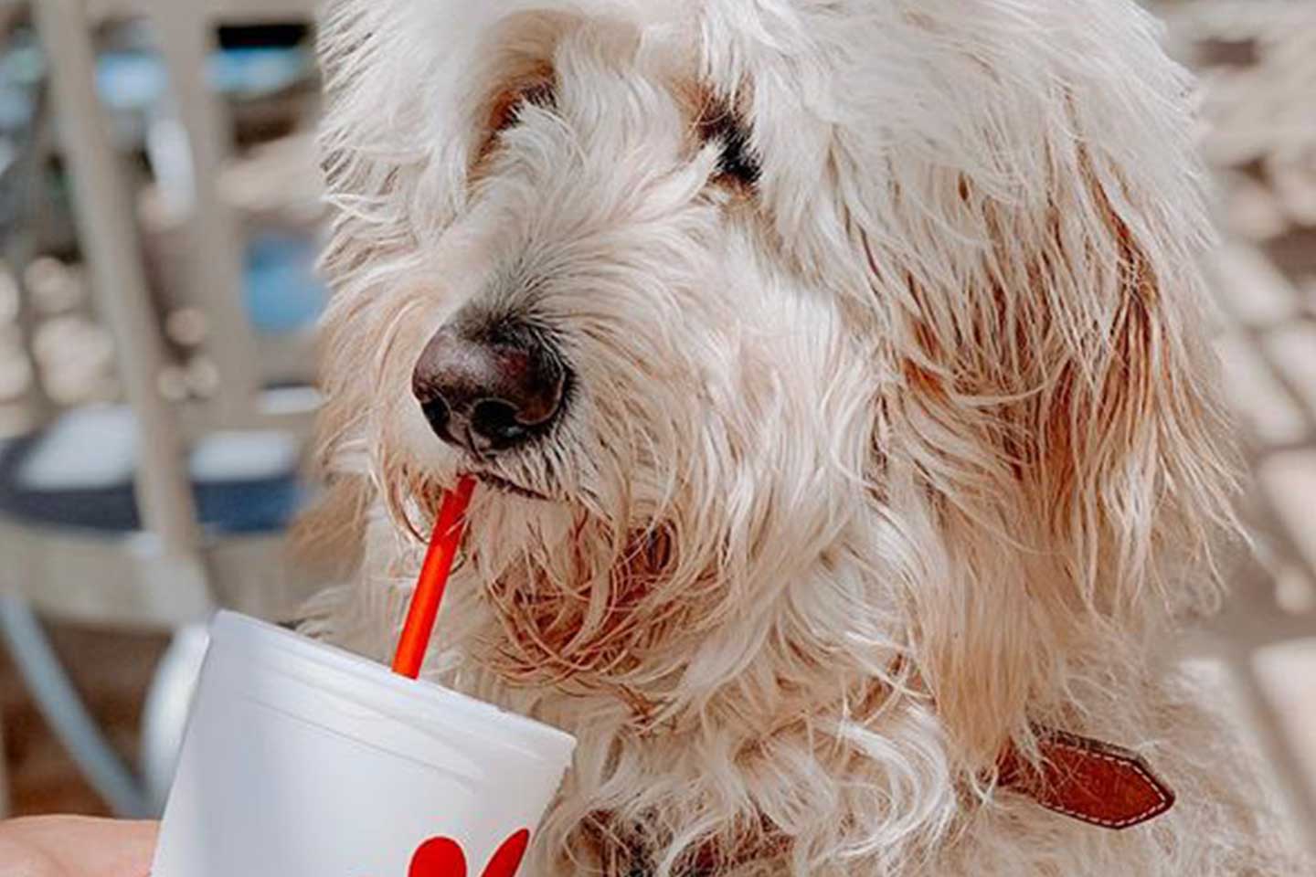 Woof Fle Fries And Nuggets: The Dogs Of Chick Fil A. Chick Fil A