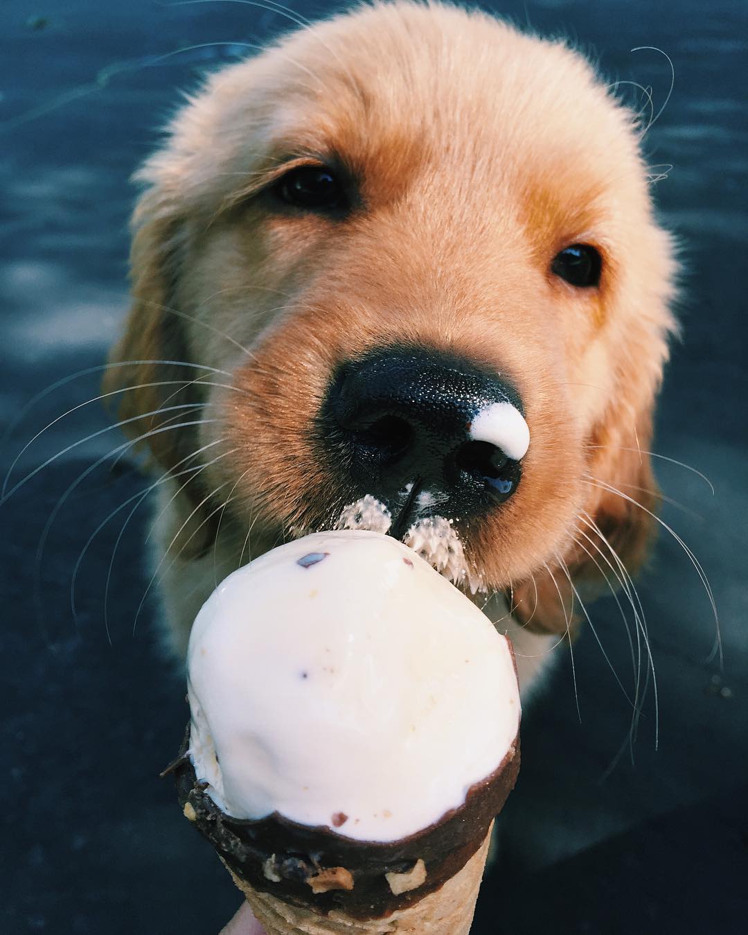 dogs eating ice cream