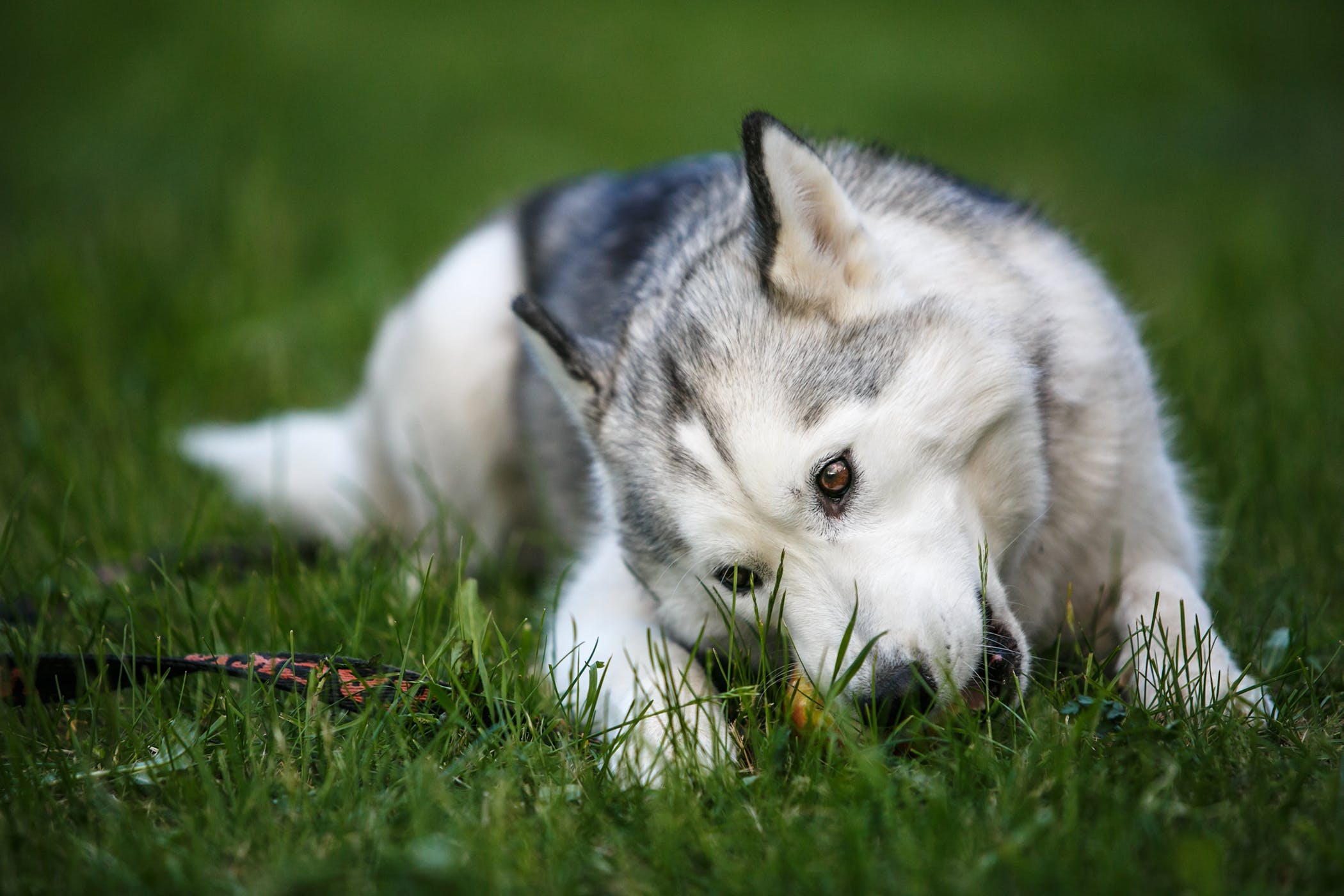 Why is my dog eating grass?