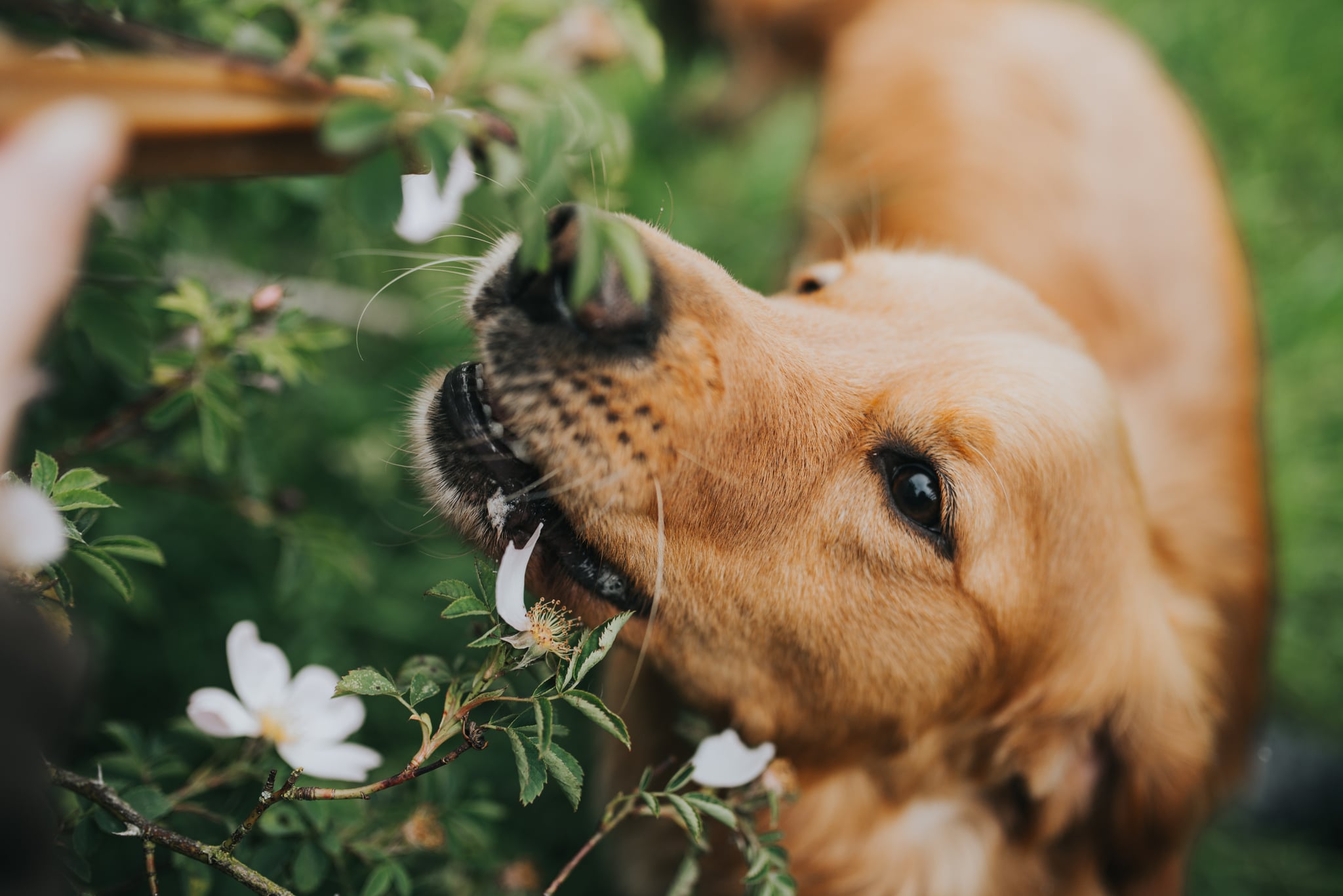 What Happens When a Dog Eats a Bumblebee?