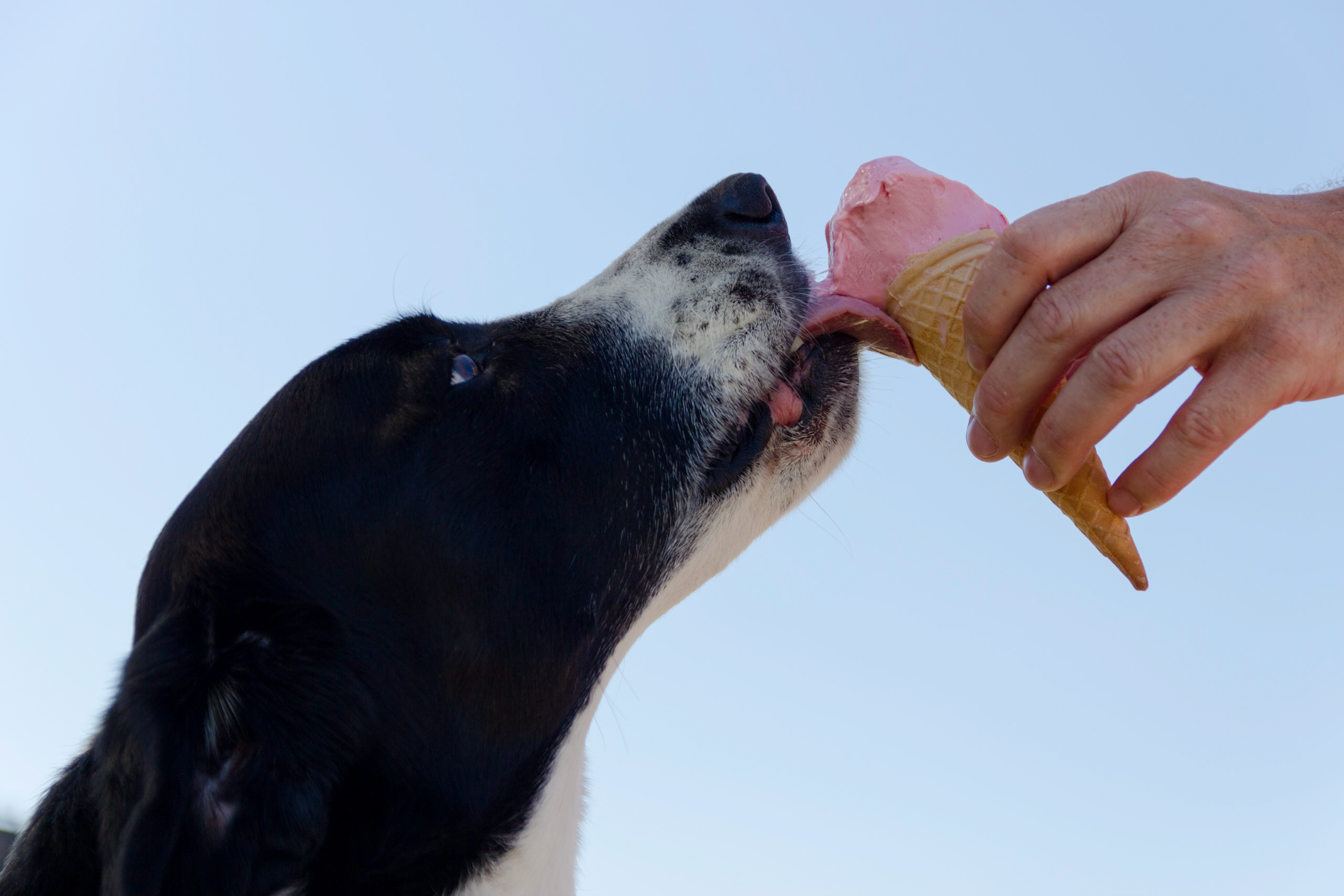 Dog Licking Ice Cream · Free