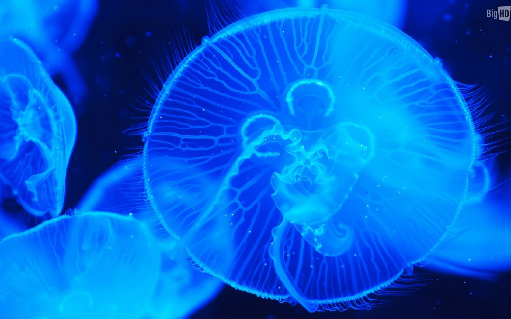 Deep Sea Creatures Wallpaper