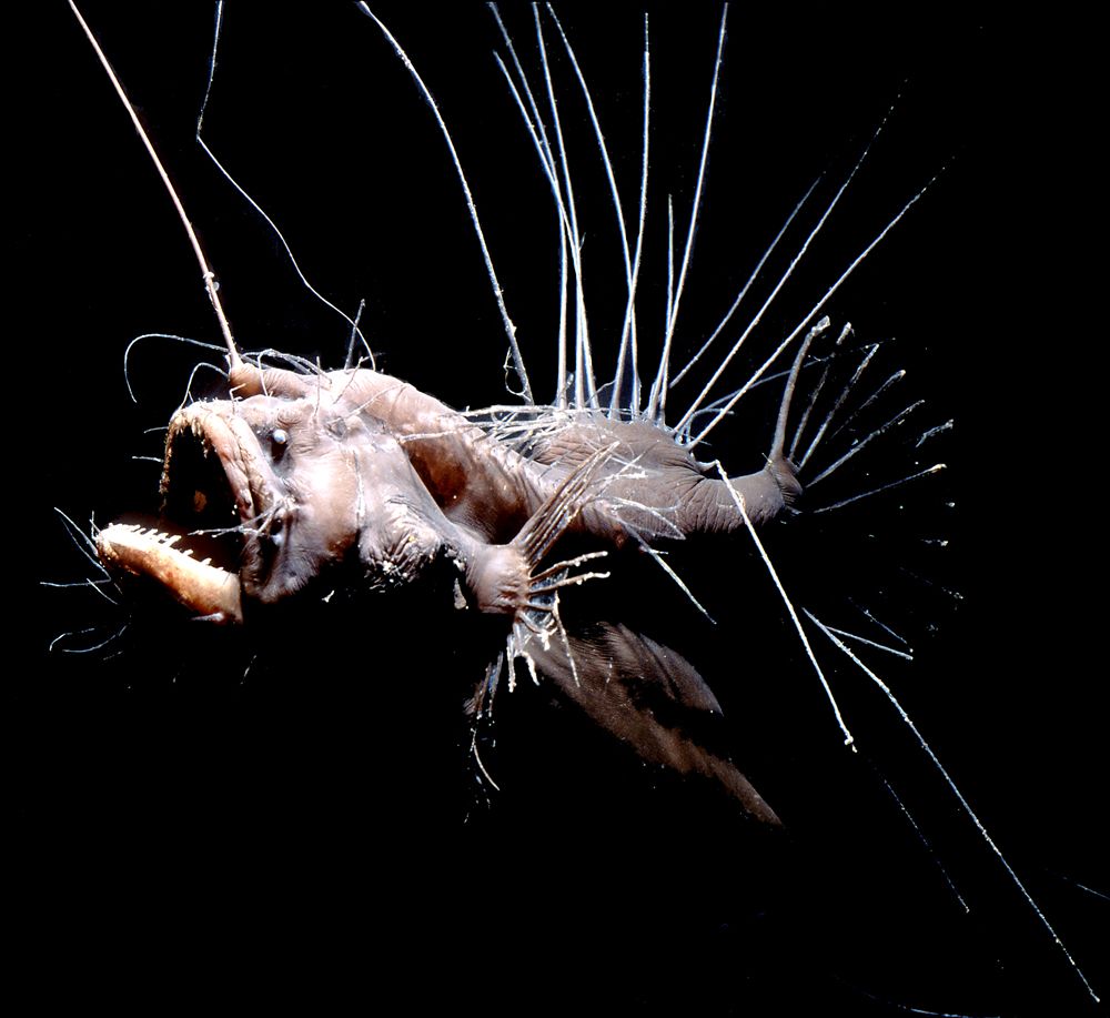 Deep Sea Creature Wallpaper