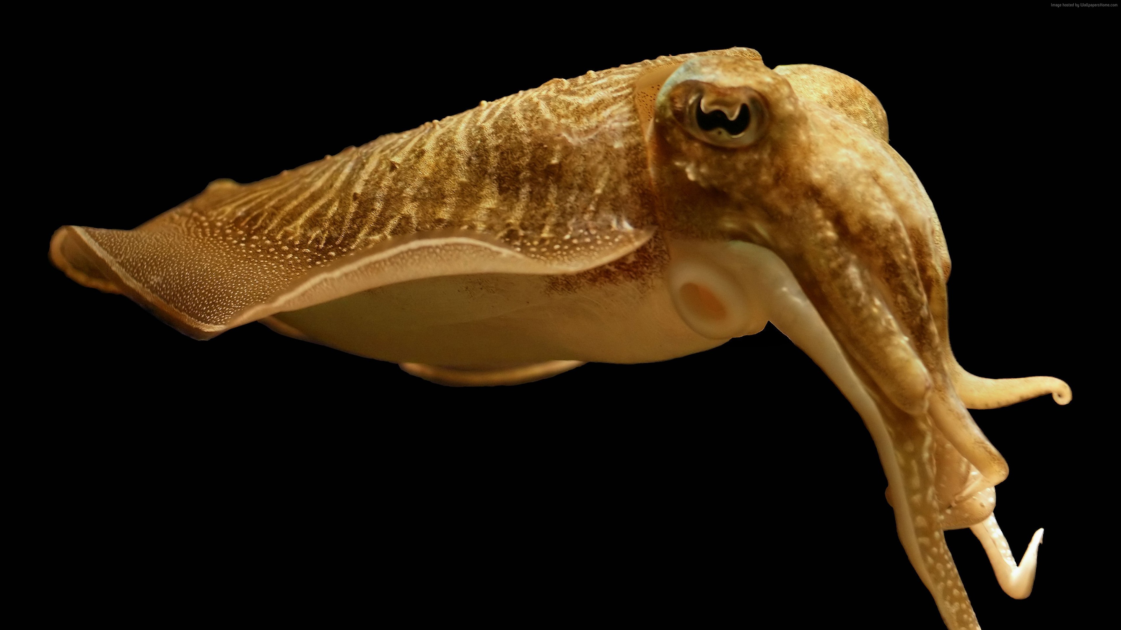 Wallpaper Cuttlefish, broadclub cuttlefish, deep sea creatures, Sepia latimanus, skin color, Animals Wallpaper Download Resolution 4K Wallpaper