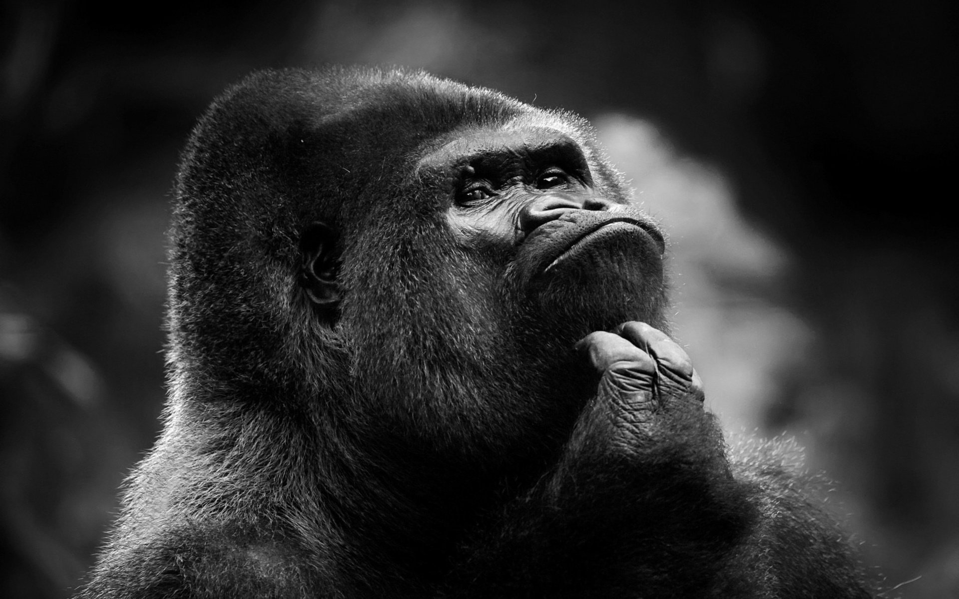 Gorilla HD Wallpaper and Background